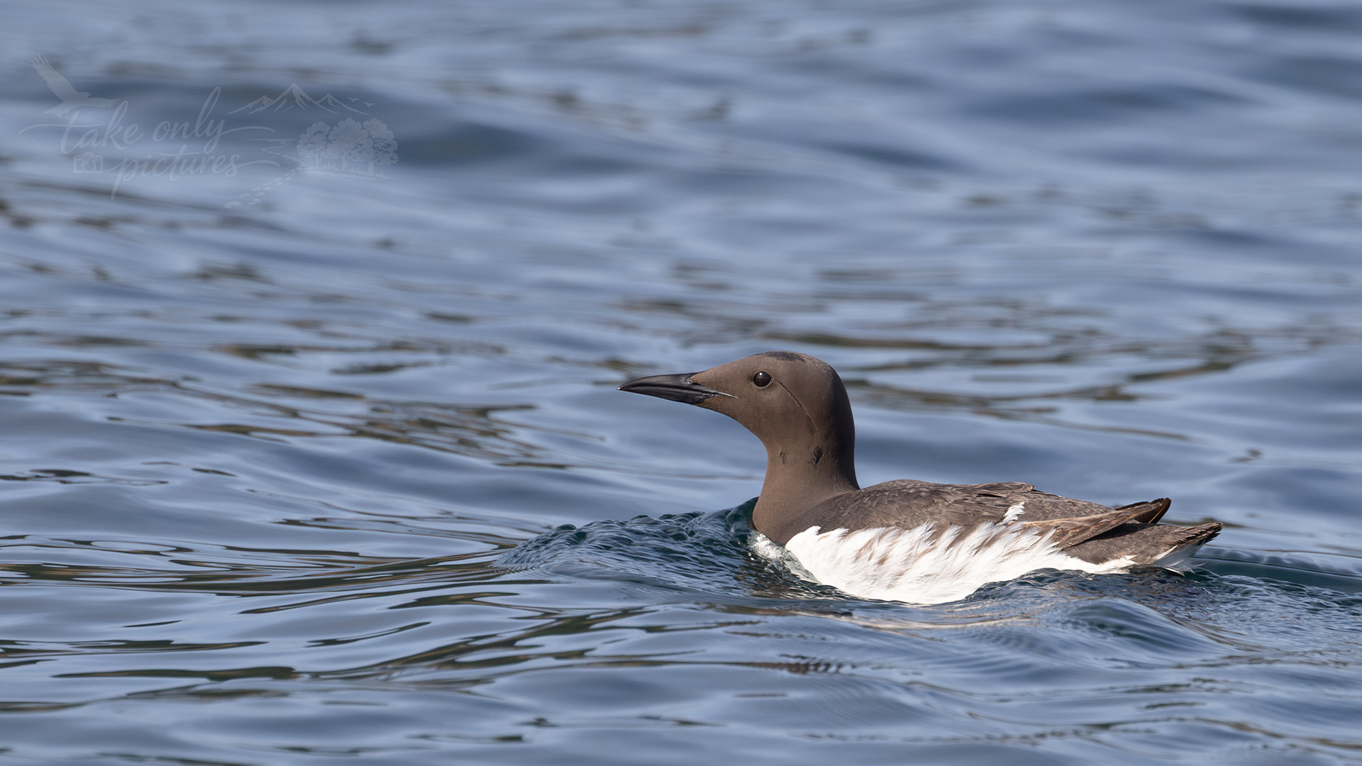 Guillemot on the waters of North Haven