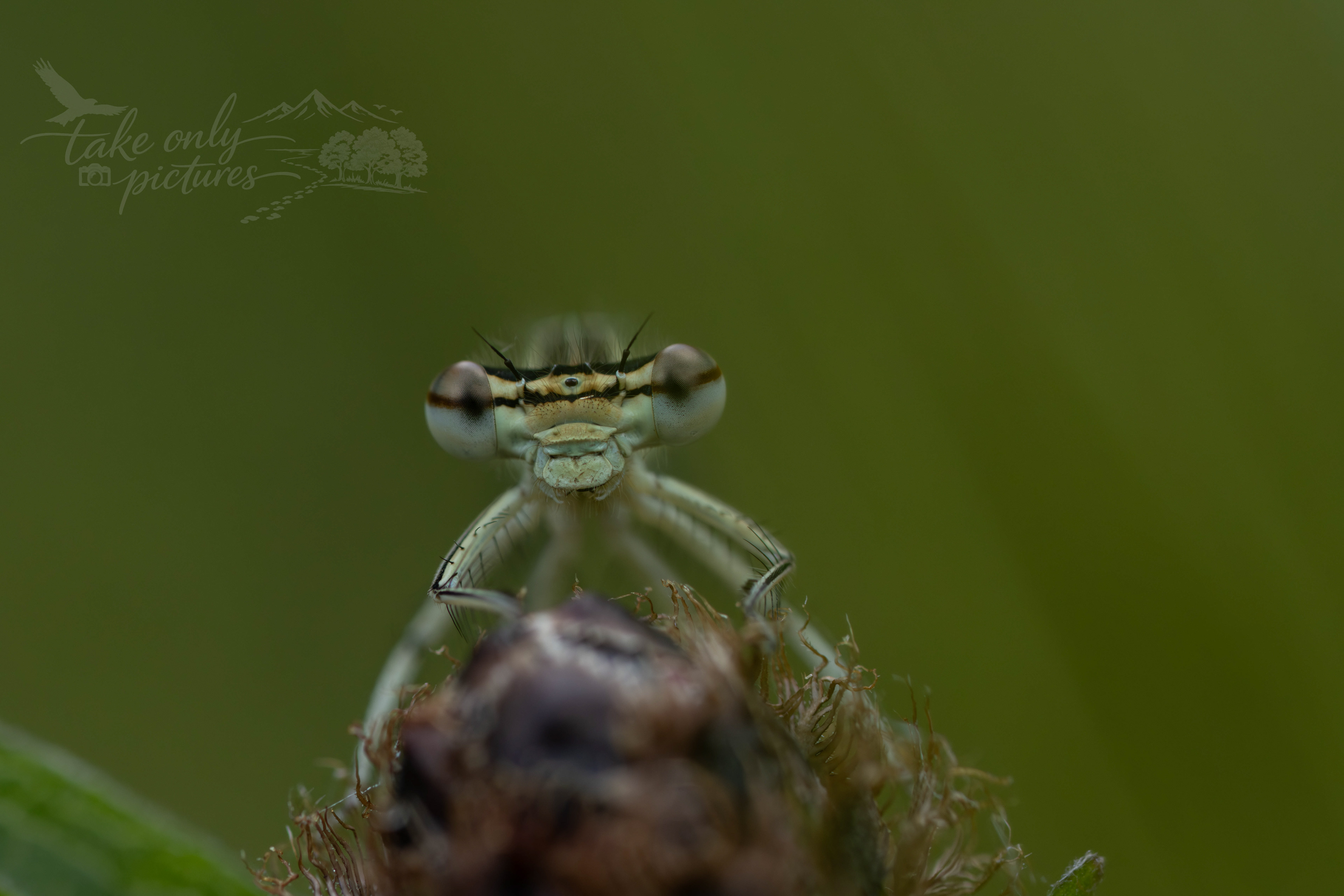 White-legged damselfly, Dixon LNR, Monmouthshire