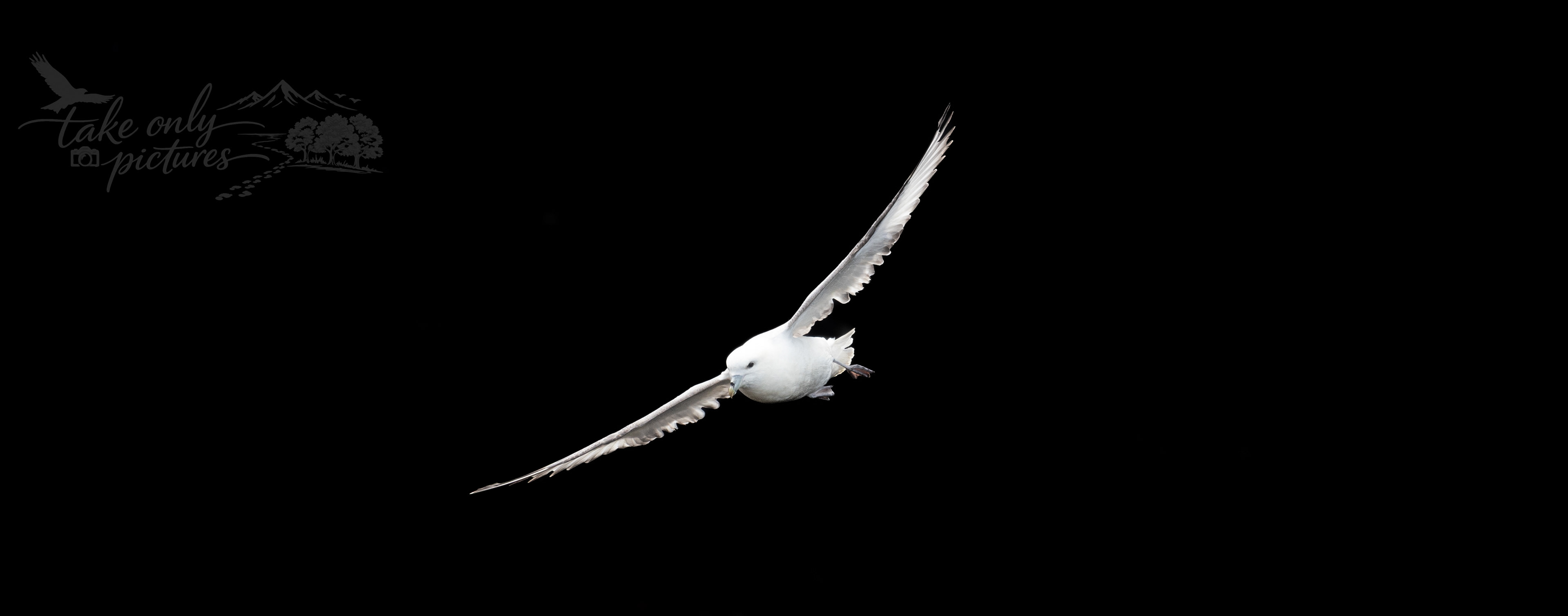 Fulmar on the wing, Yesnaby, Orkney