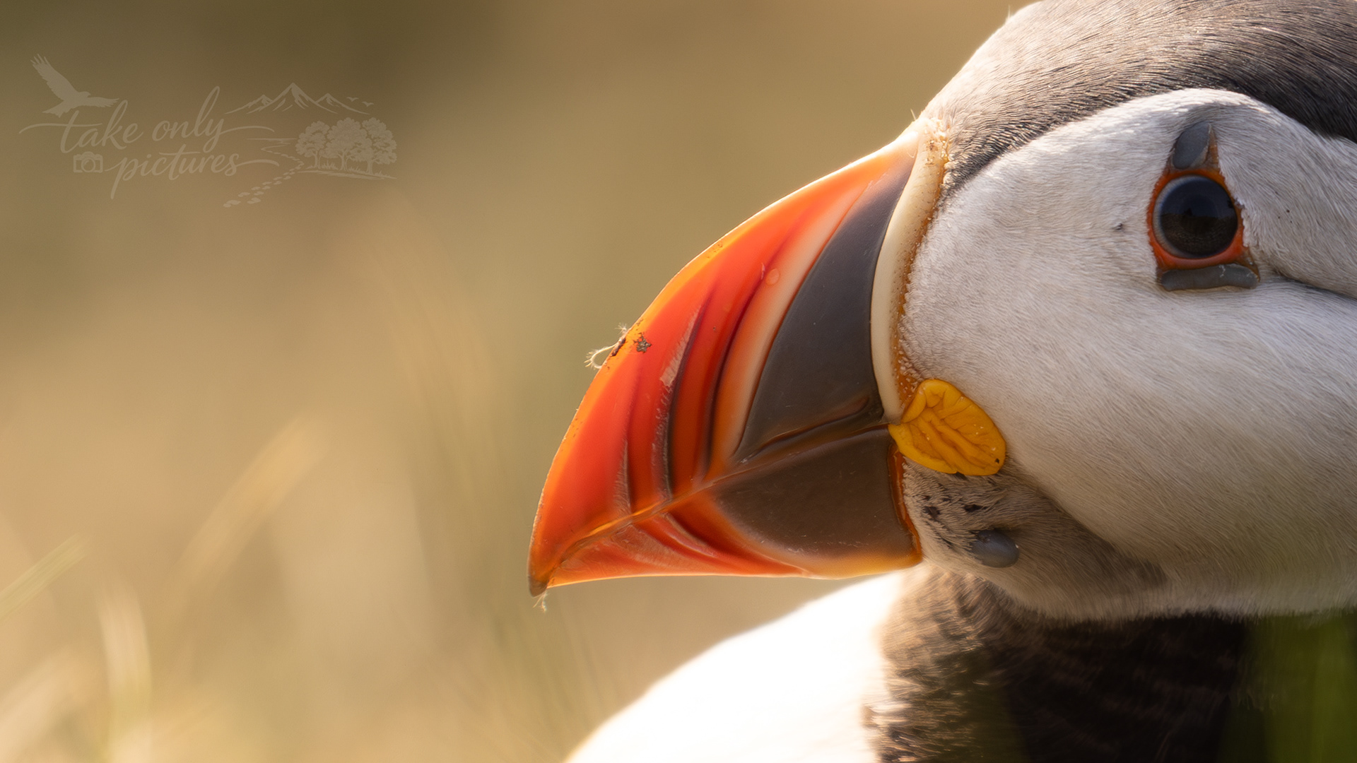 Puffin portrait, Sumburgh Head, Shetland
