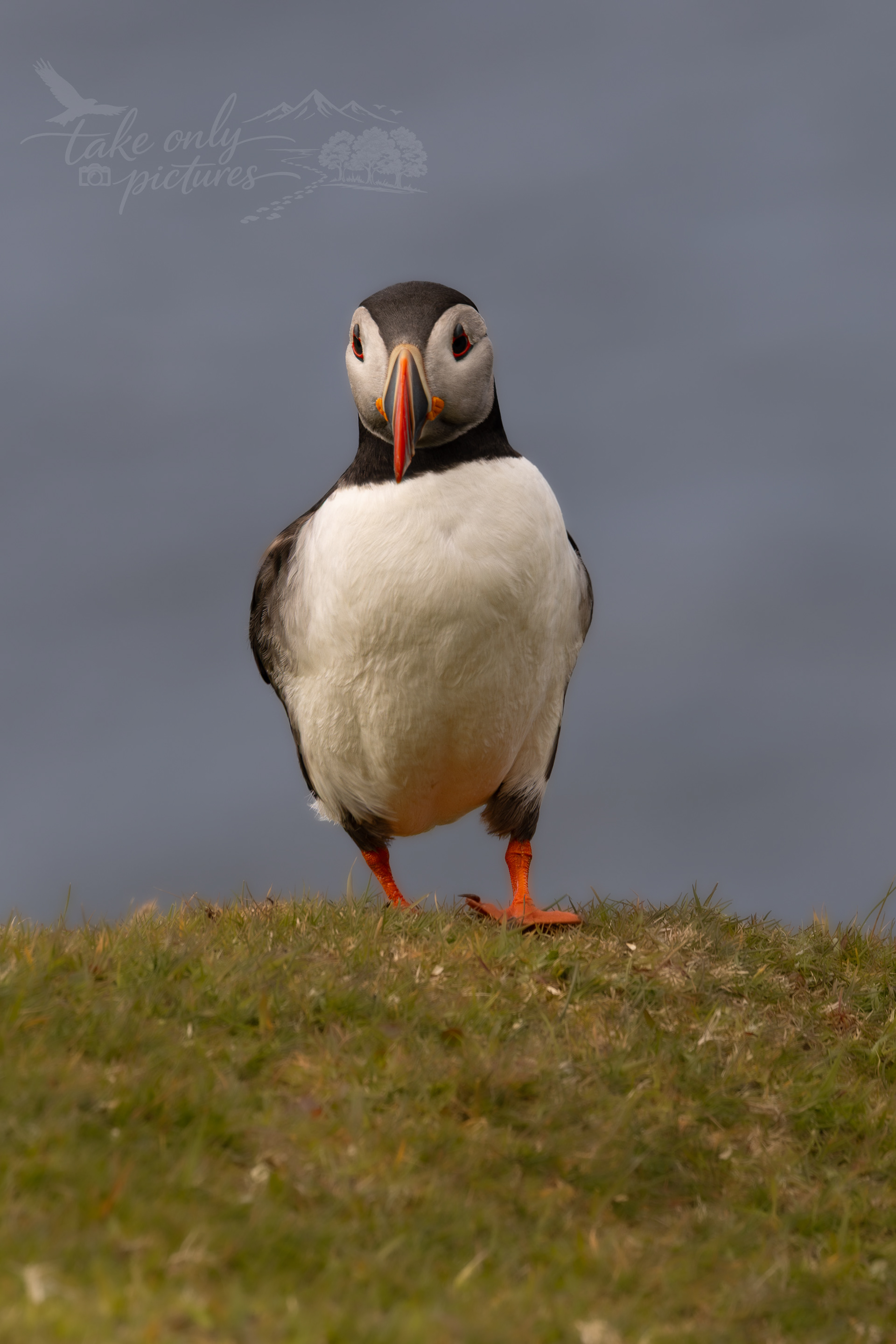 A puffin- Hermaness NNR, Unst