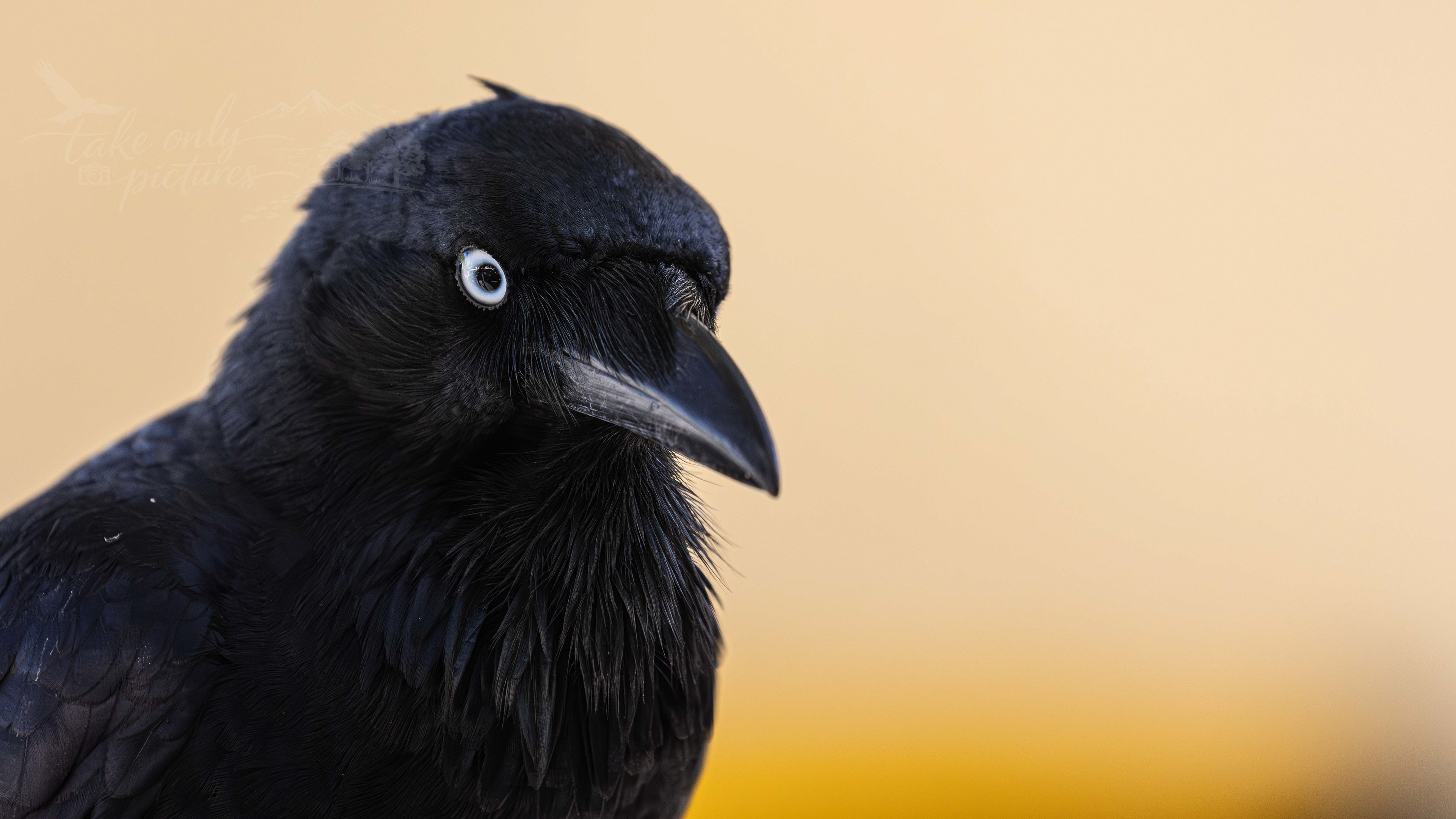 Australian raven
