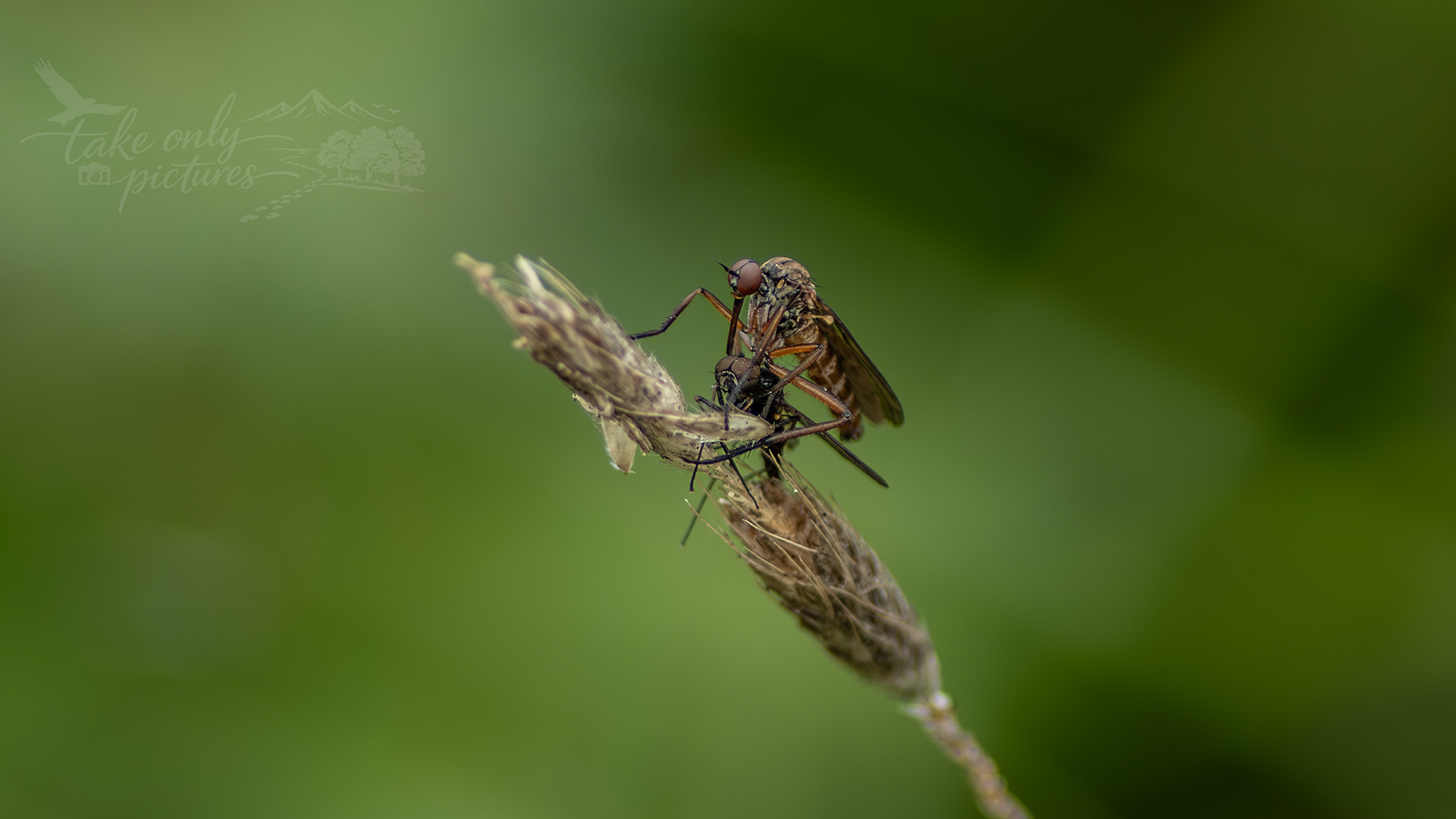 Daggerfly (and prey), Magor Marsh LNR, Monmouthshire