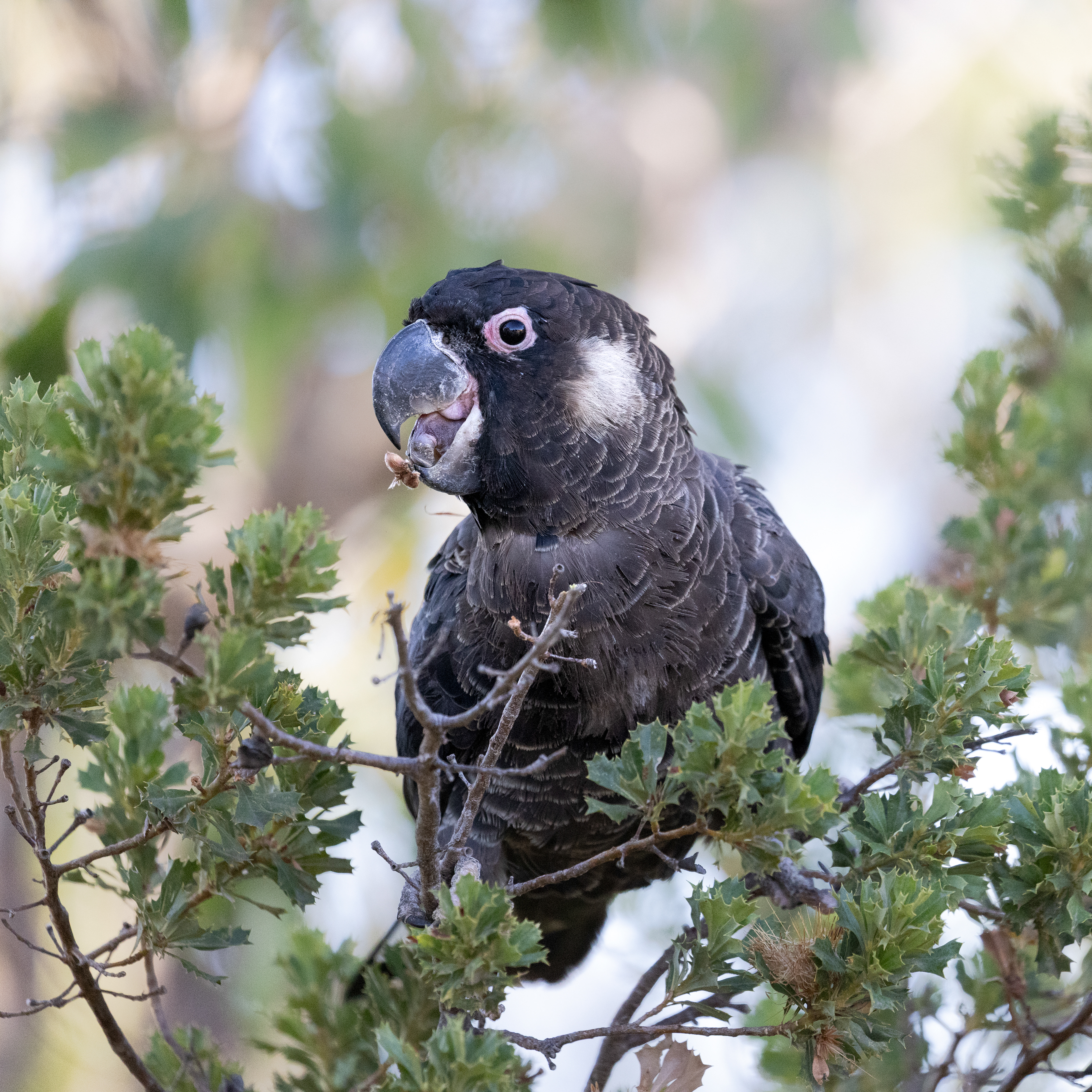 Baudin's (or possibly Carnaby's) cockatoo, Kings Park