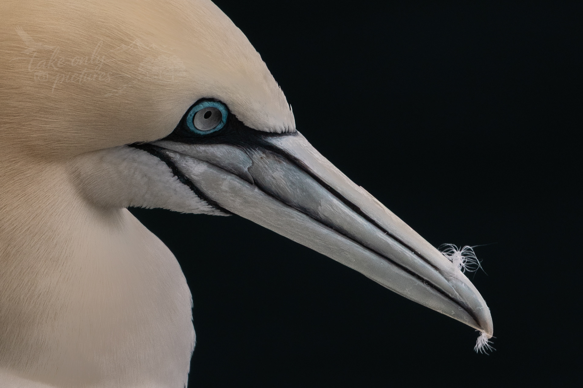 Northern gannet, Isle of Noss, Shetland