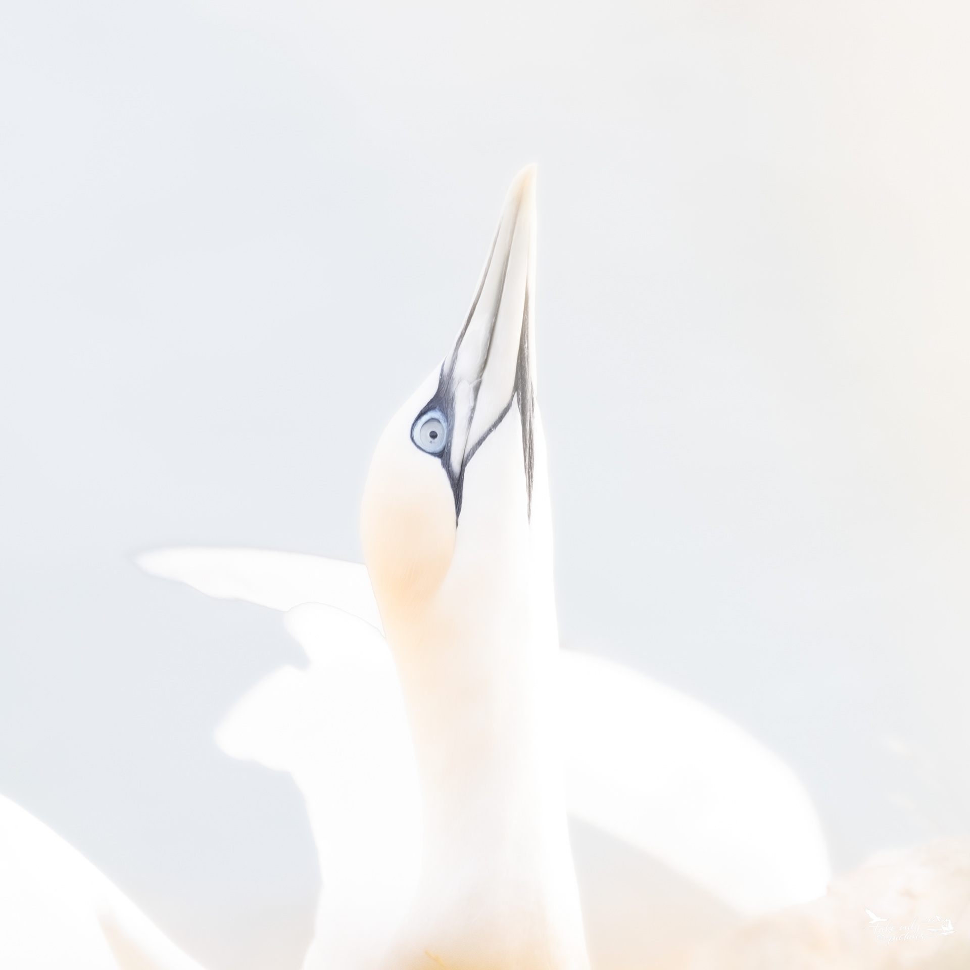 Gannets make great subjects for "high key" photography - my attempt