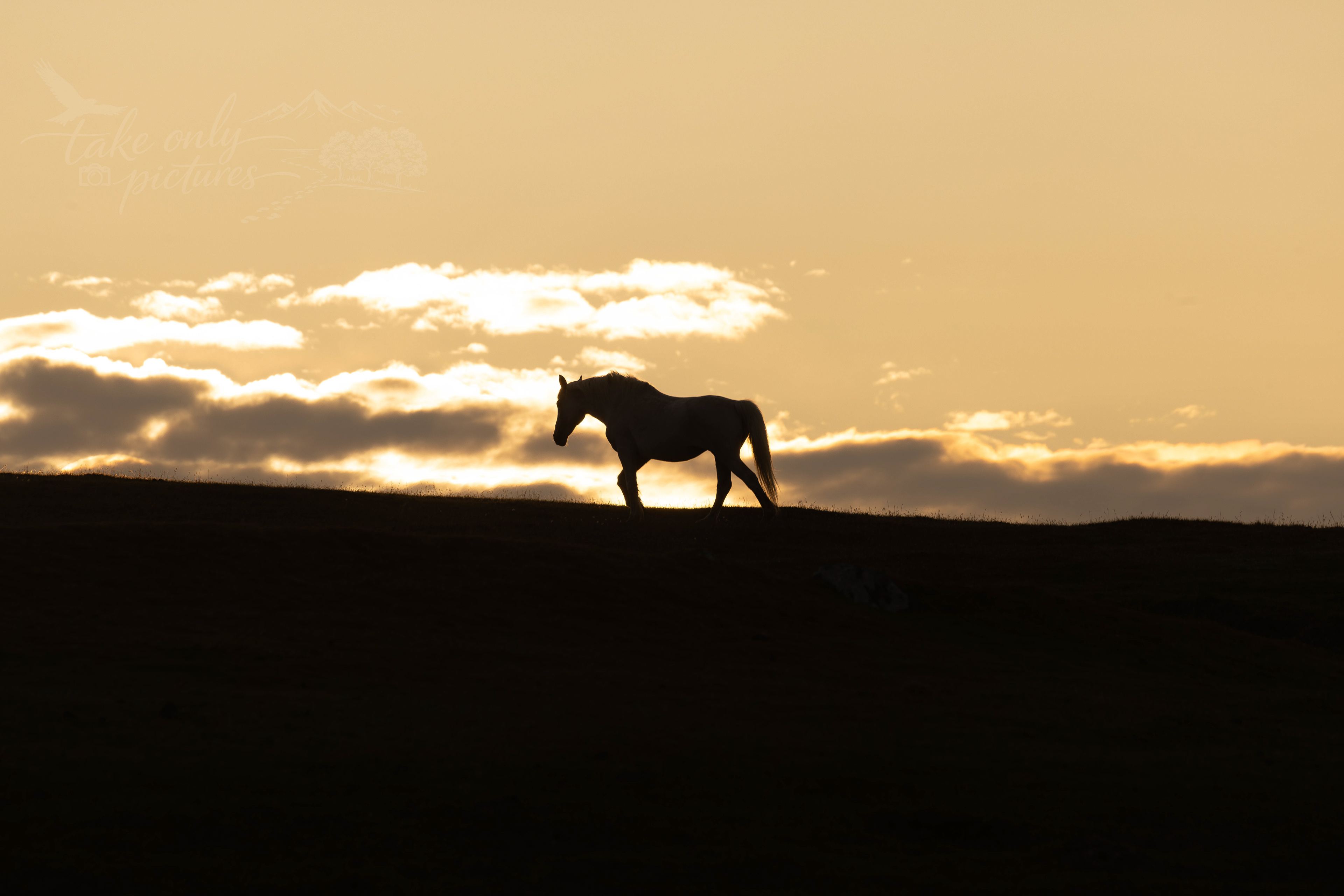 Not a Shetland pony - Fetlar