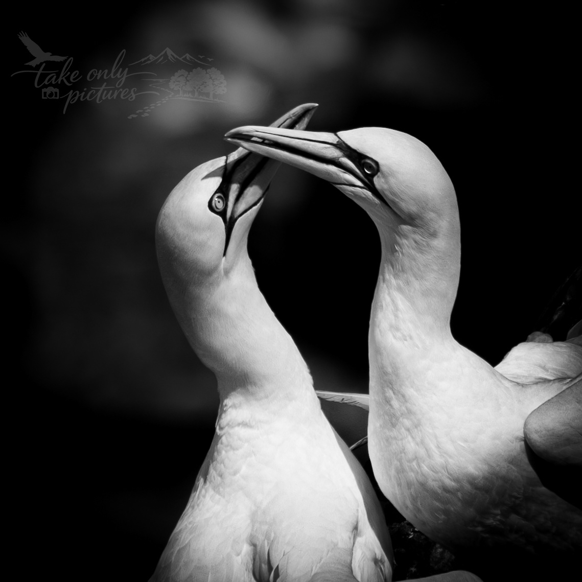 Northern gannets - Hermaness NNR, Unst