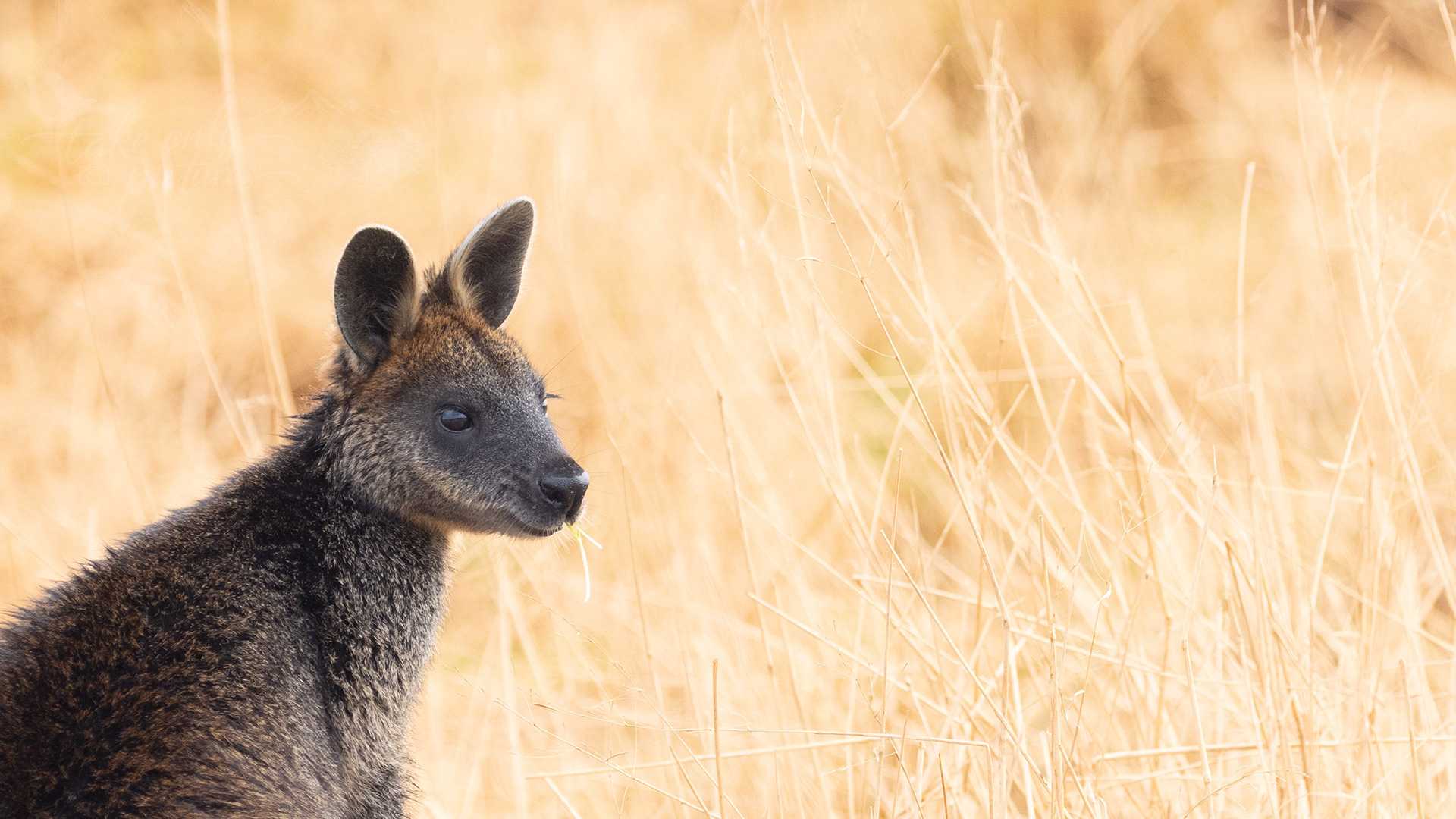 Swamp wallaby, Cape Woolamai, Phillip Island, Victoria