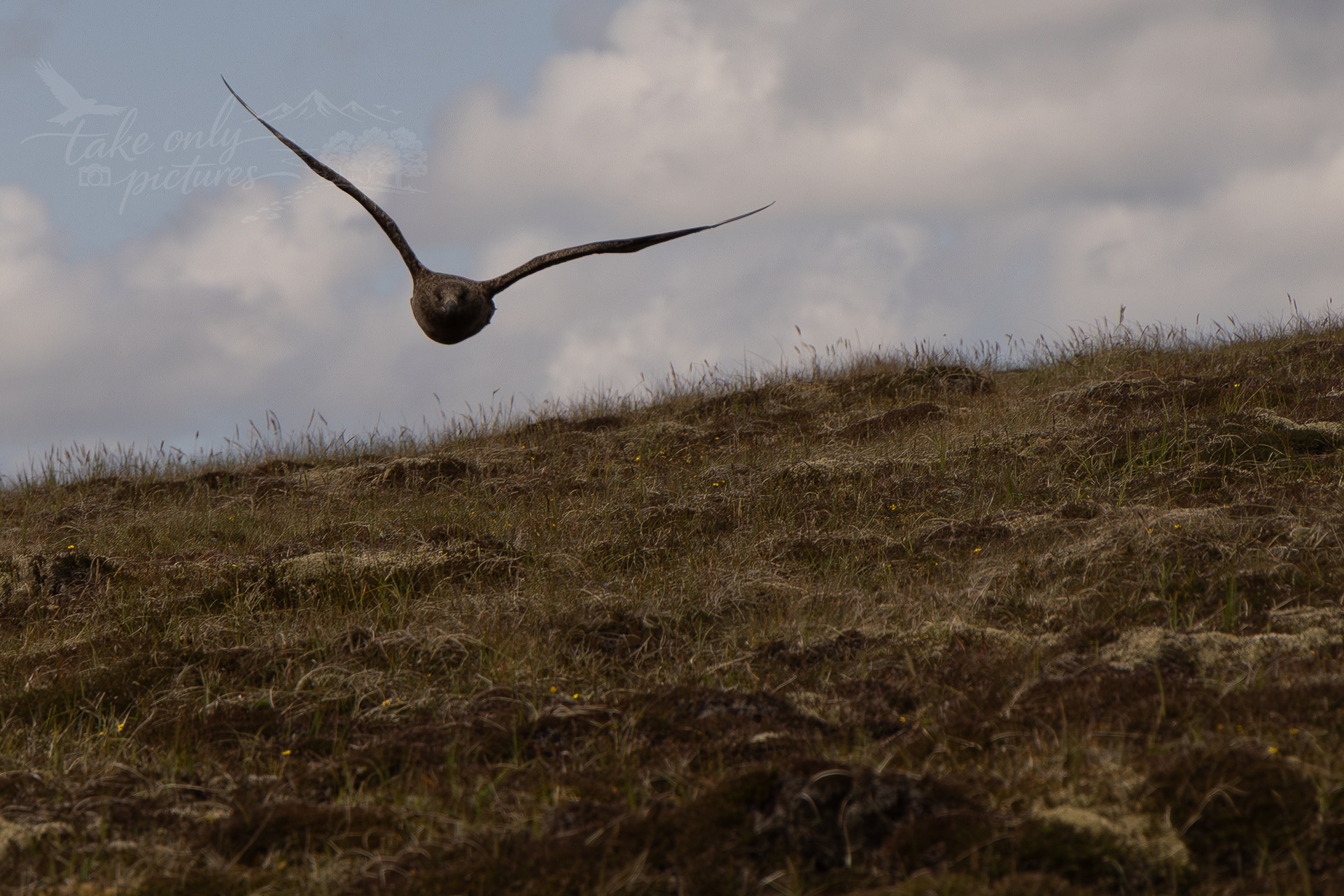 Incoming bonnie - Fonzie Ness, Fetlar