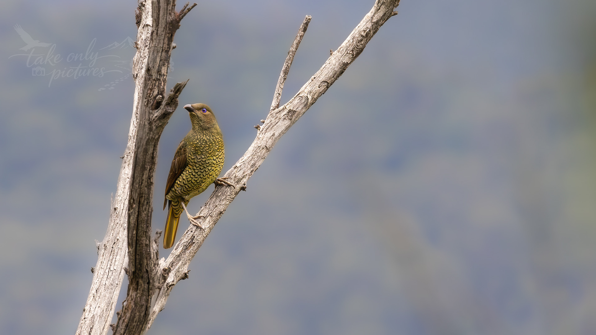 Satin bower bird, Blue Mountains, NSW