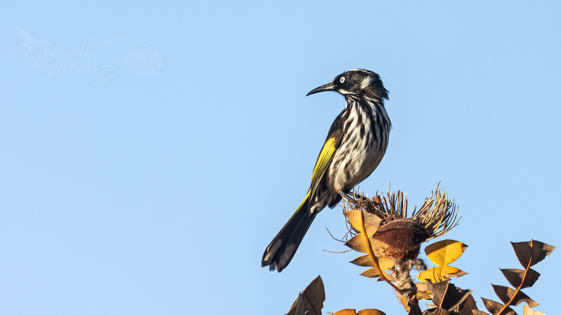 New Holland honeyeater, Waychinicup National Park, WA