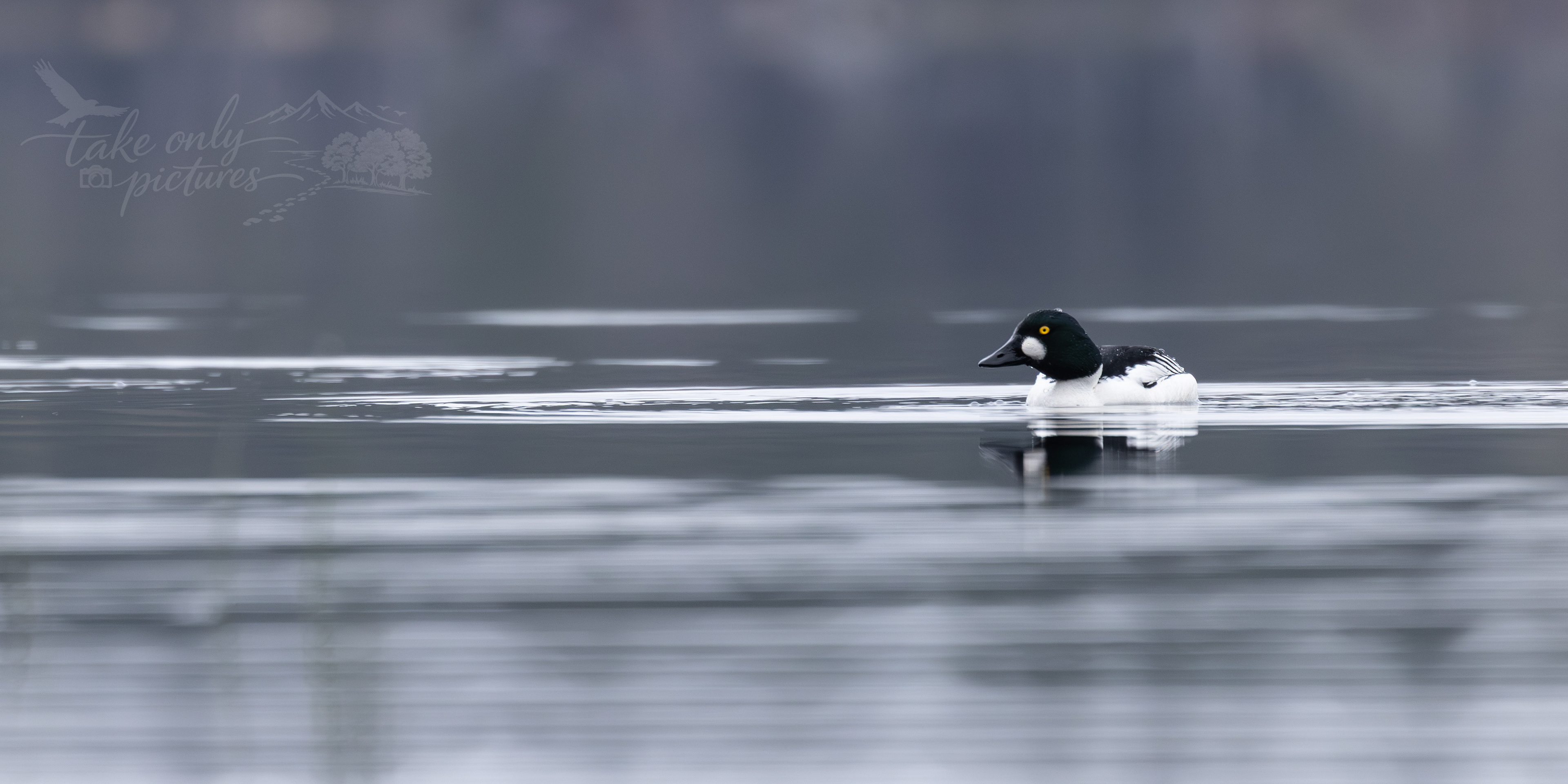 Male goldeneye