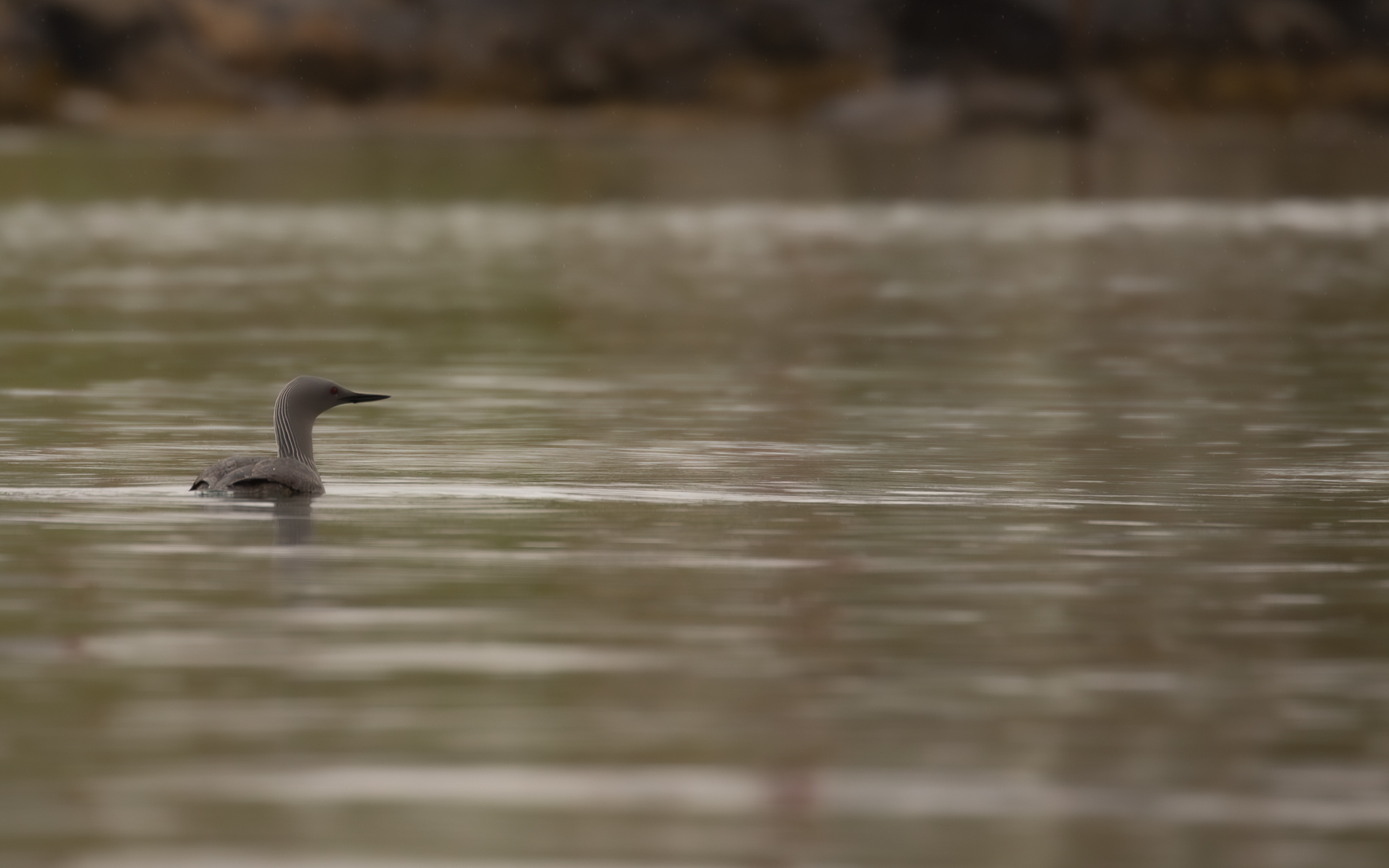 Red throated diver at dawn, Haroldswick