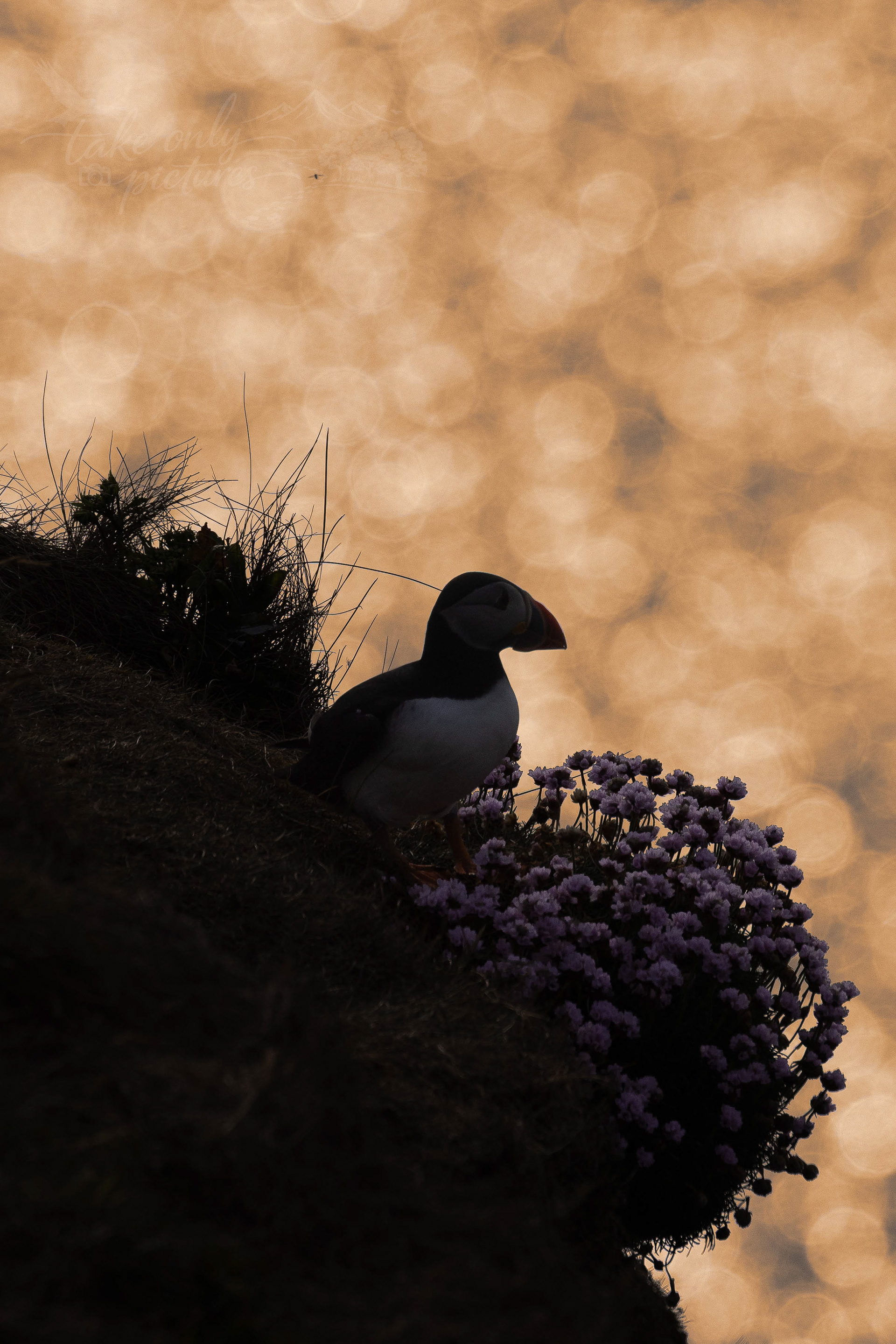 Late afternoon puffin, Sumburgh, Shetland