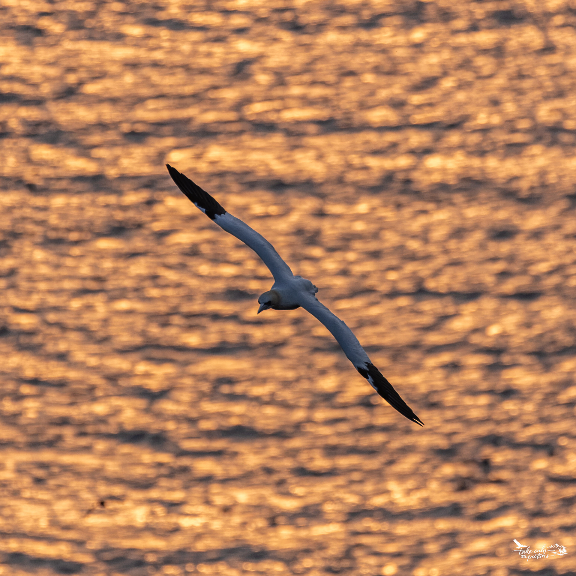 The early morning light, Bempton Cliffs