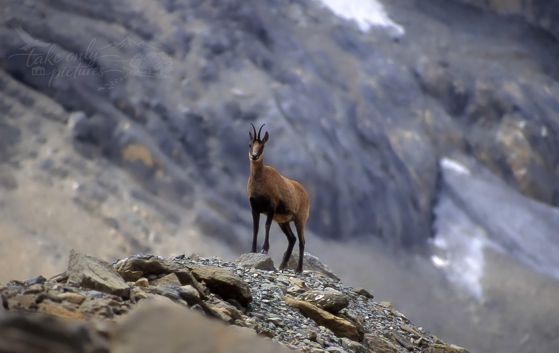 Chamois/moufflon, Cirquo de Pinetta, Spanish Pyrenees
