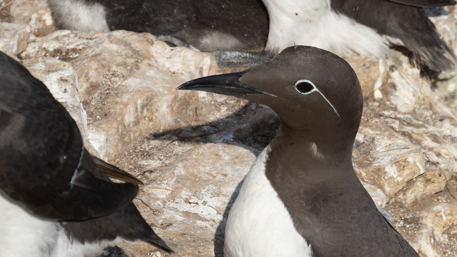 Bridled guillimot