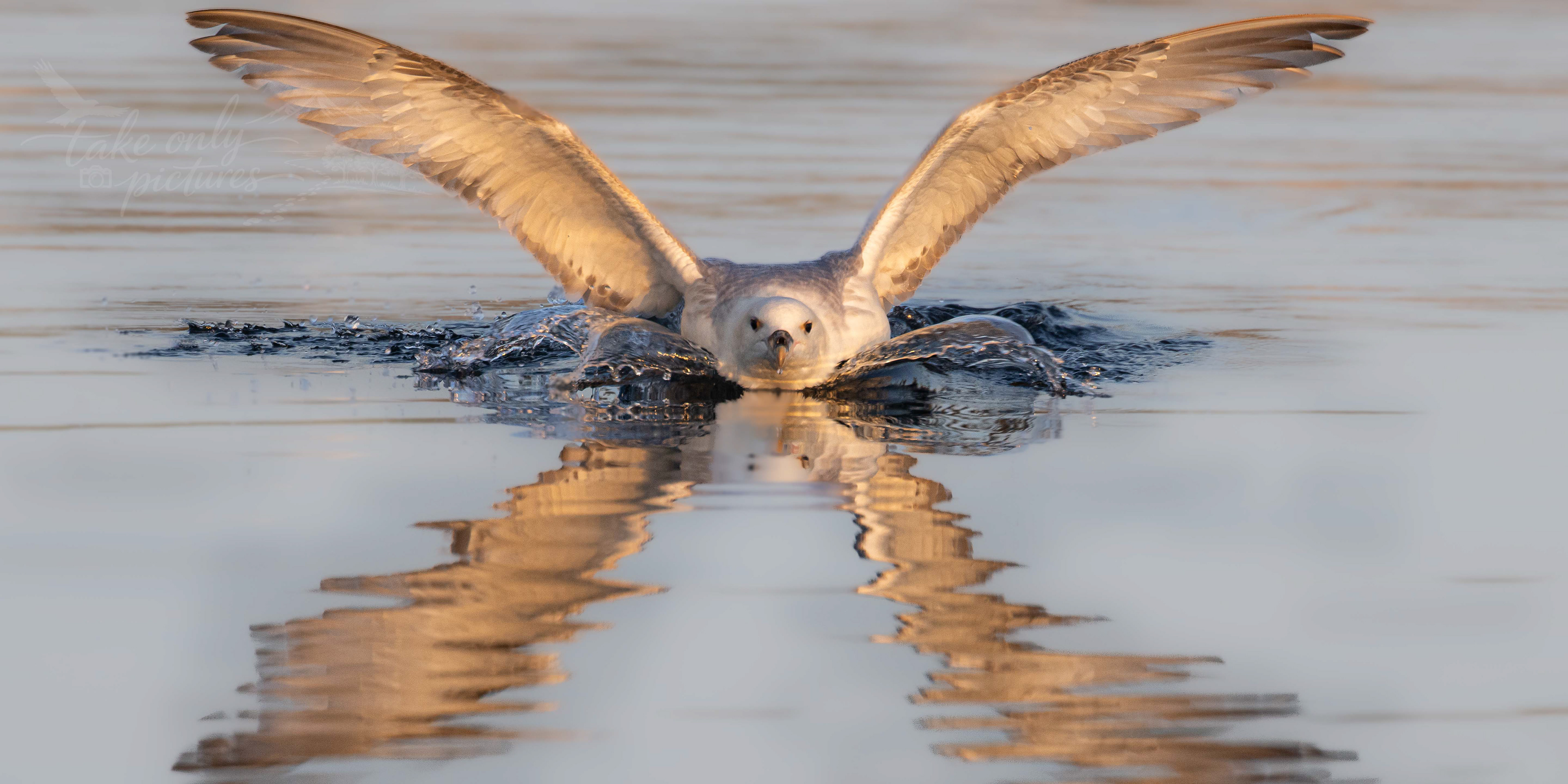 Fulmar X-wing, Pool of Vickie, Shetland