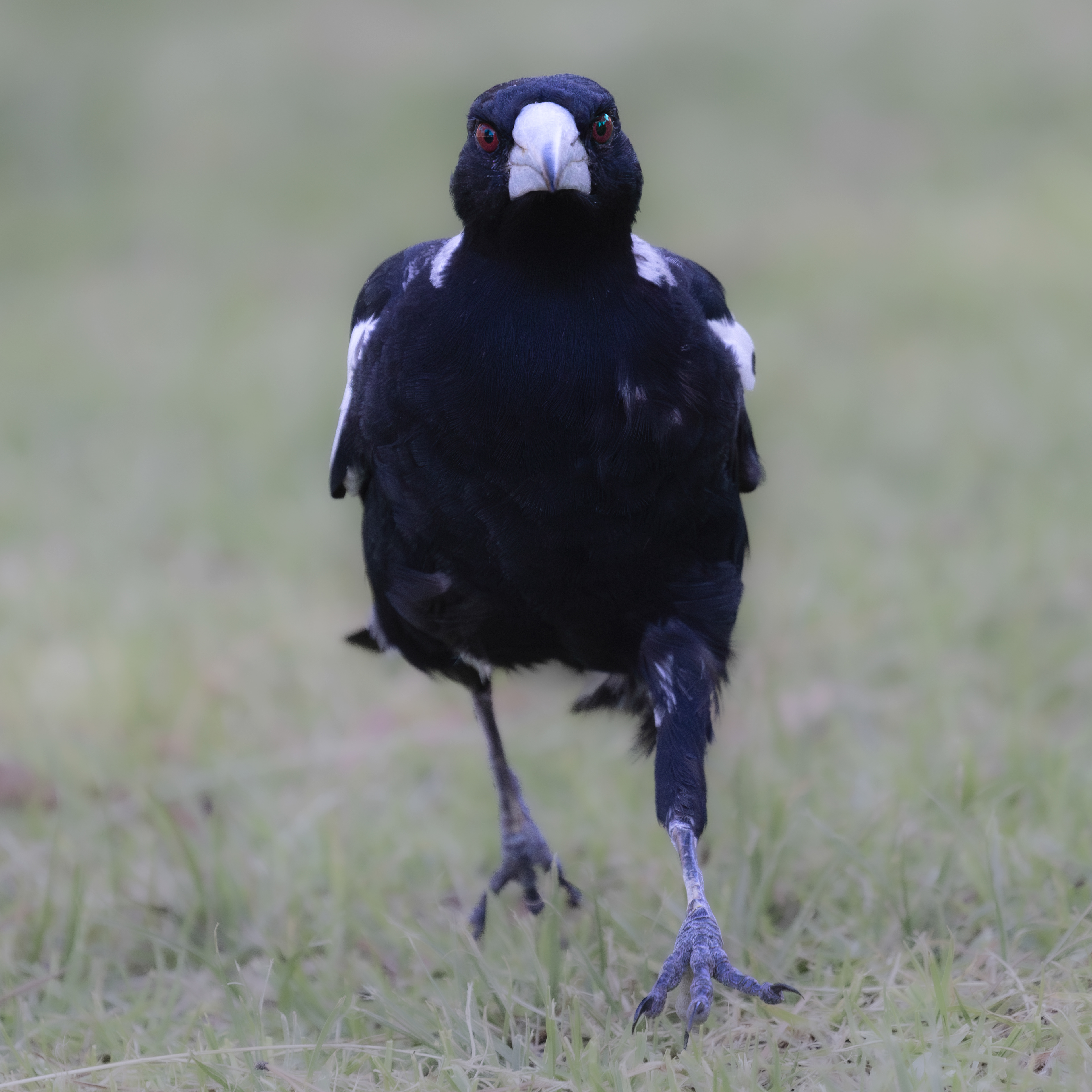 Australian magpie, Kings Park