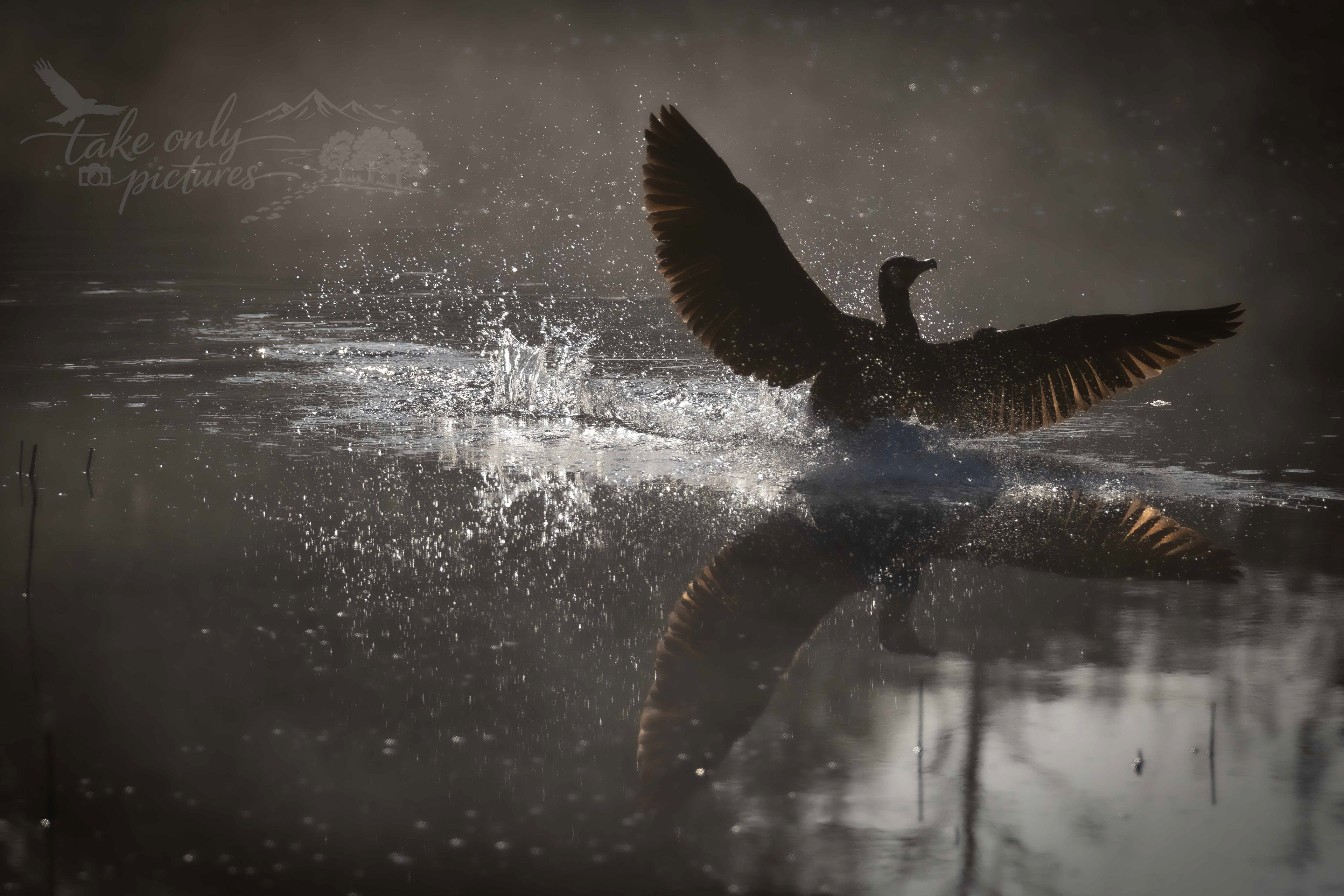 Cormorant, Aberteifi Wetlands, Ceredigion