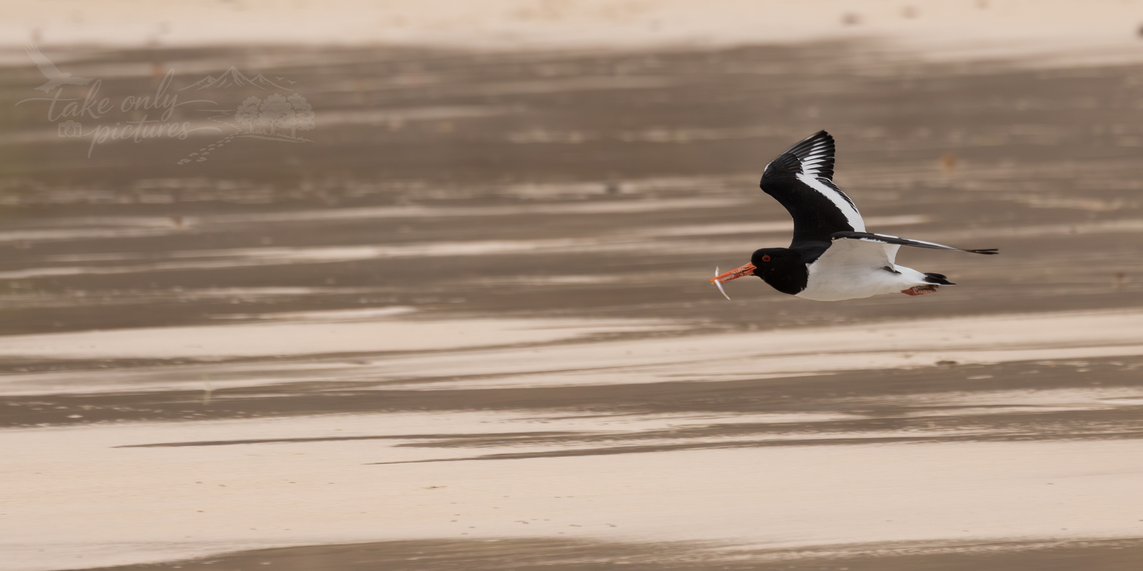 Oystercatcher (chased by BH gull out of frame)