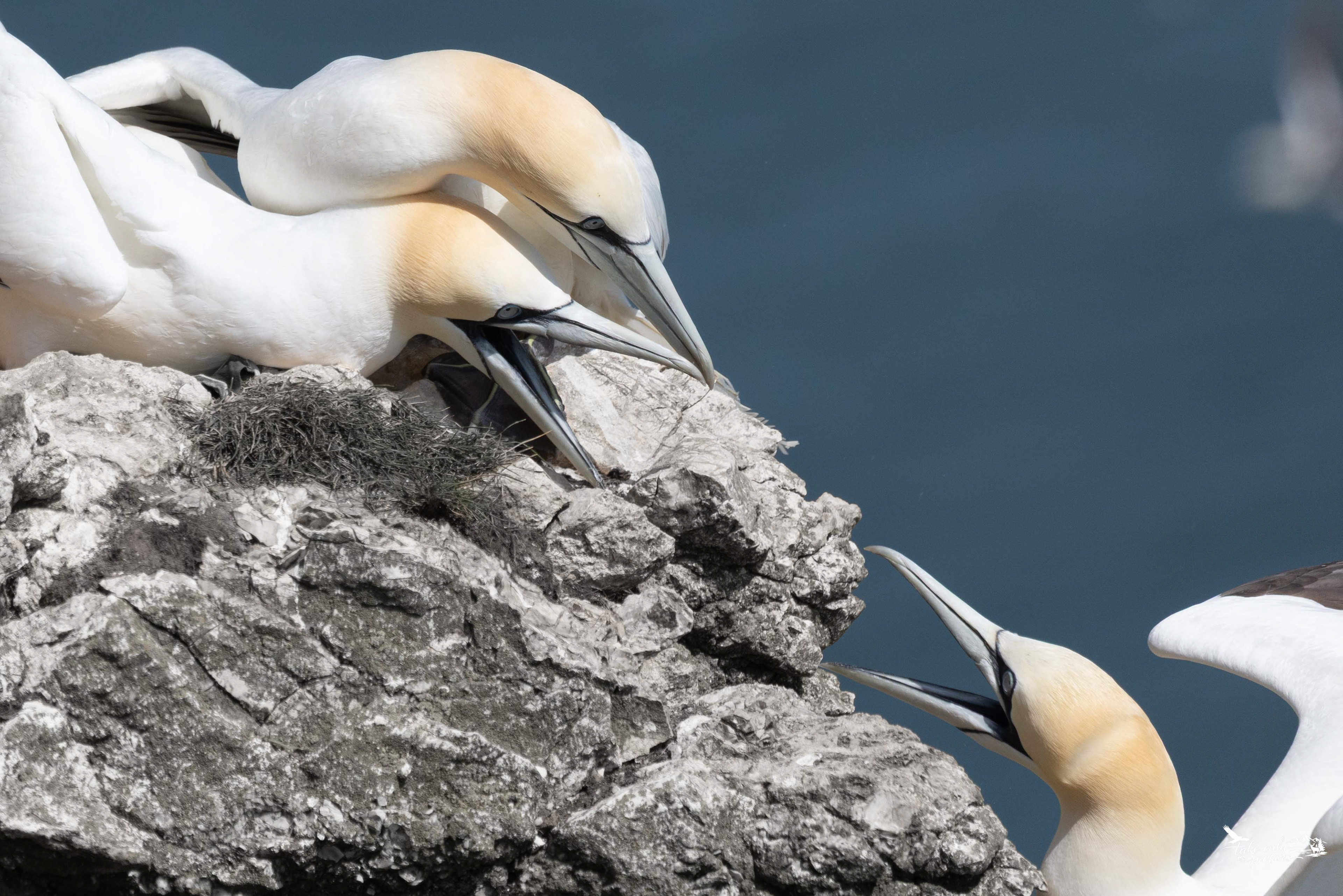 Life in a gannet colony is never peaceful. Here, a single bird encroaches into the space of a breeding pair