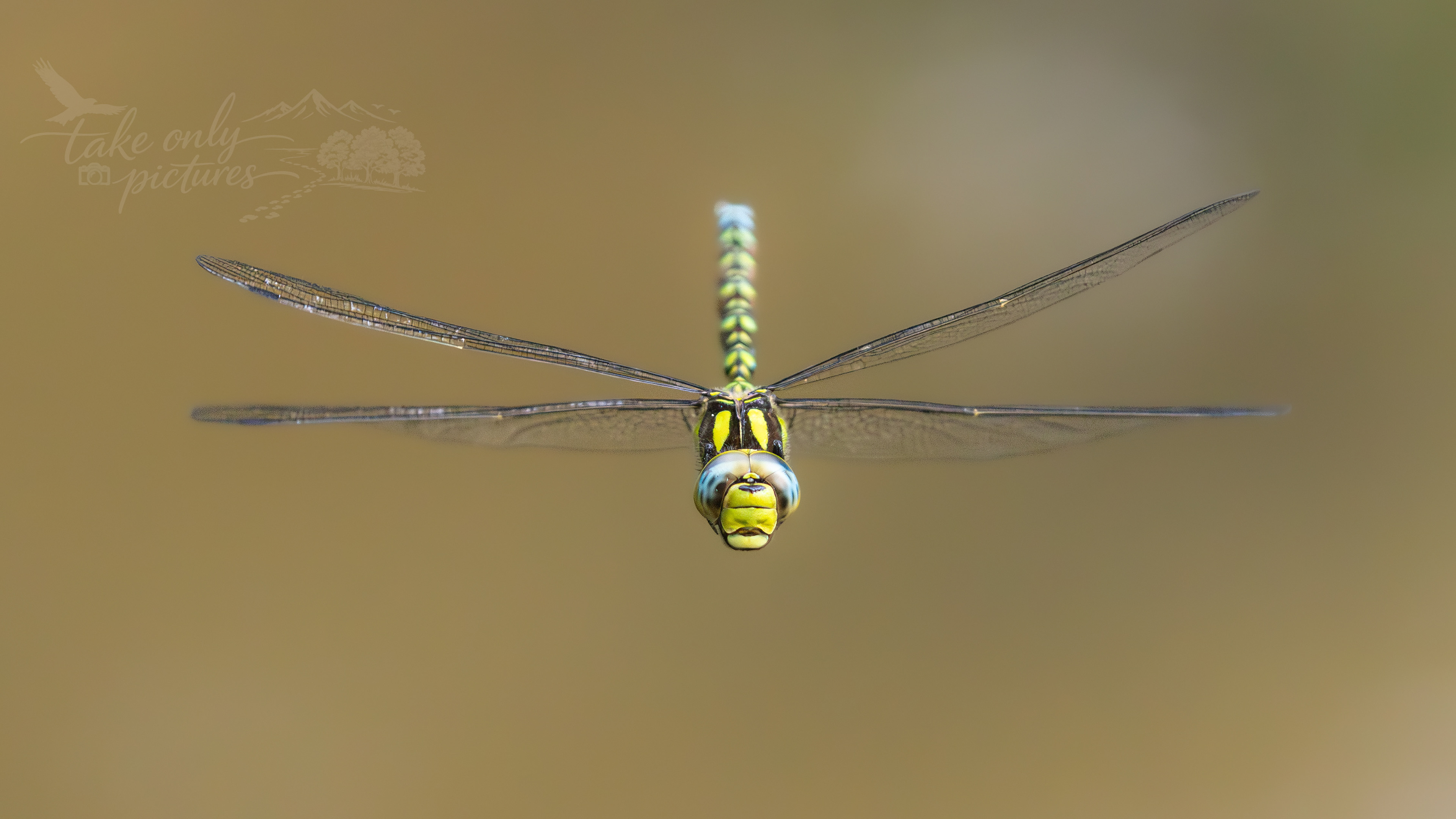 Southern Hawker, Wye Valley Greenway, Gloucestershire