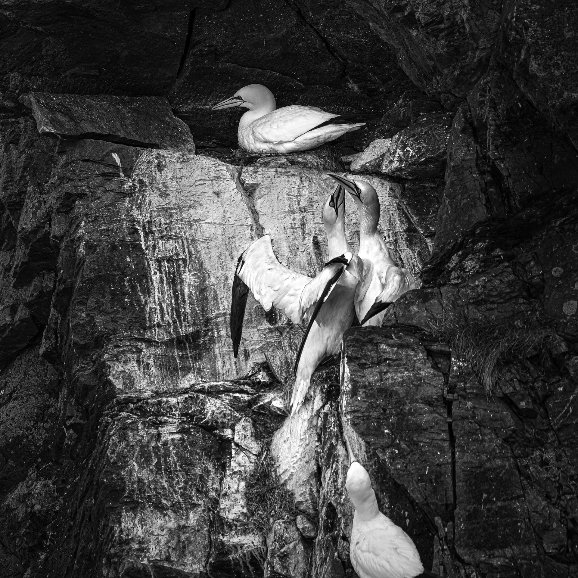 The colony, Hermaness NNR