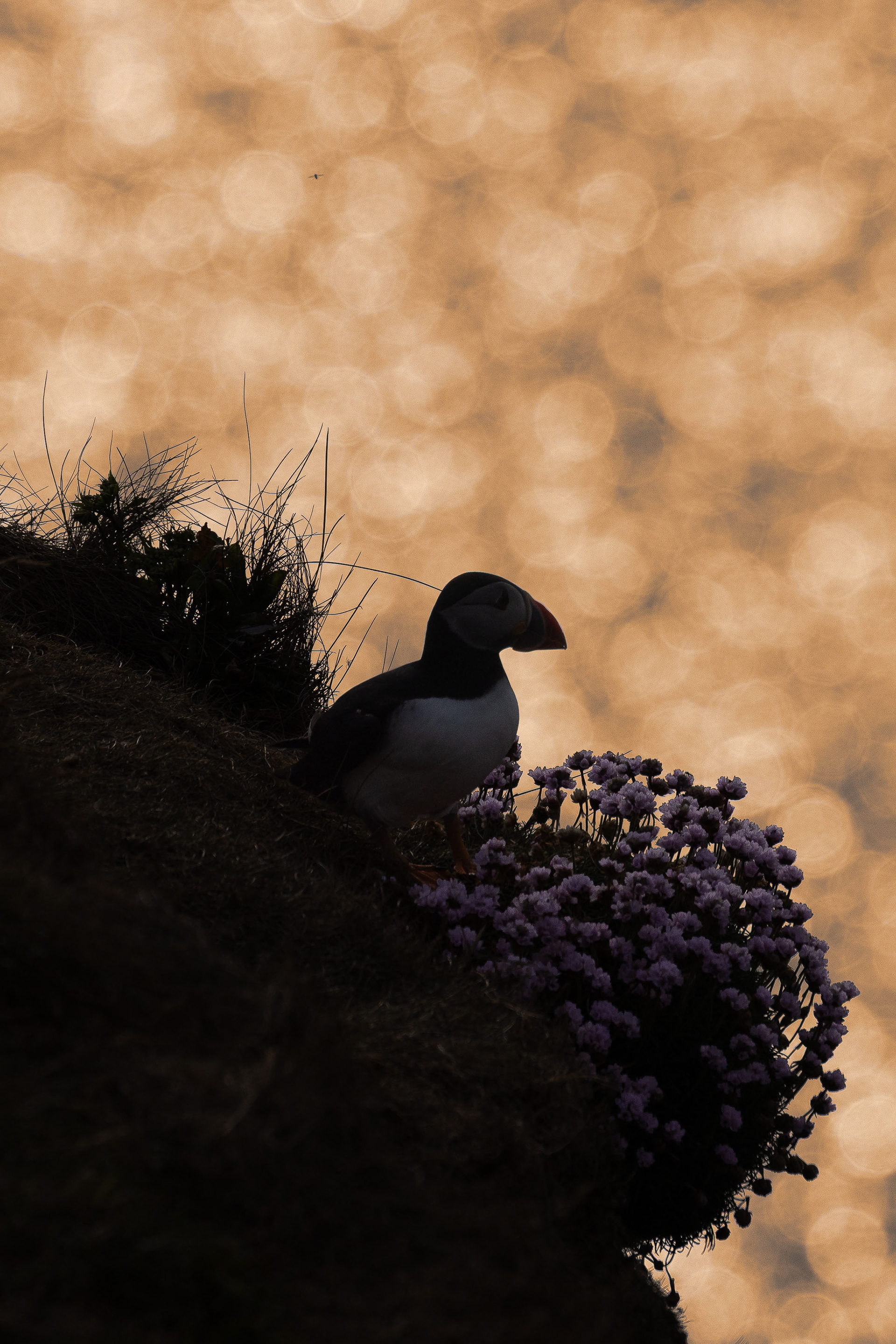 Sunset puffin, Sumburgh Head