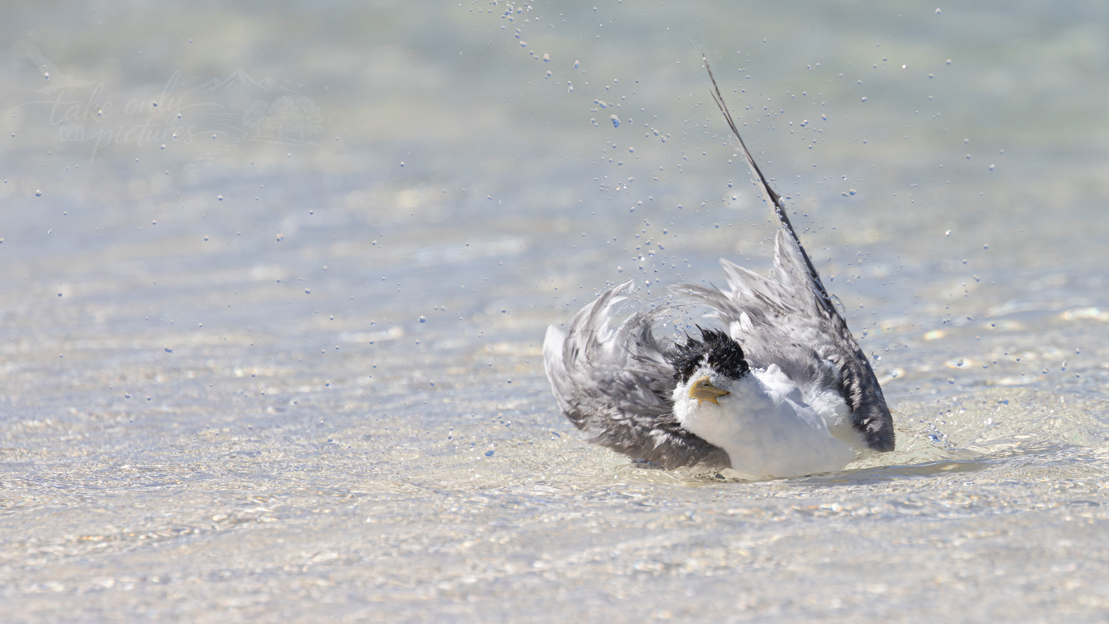 Crested tern bathing