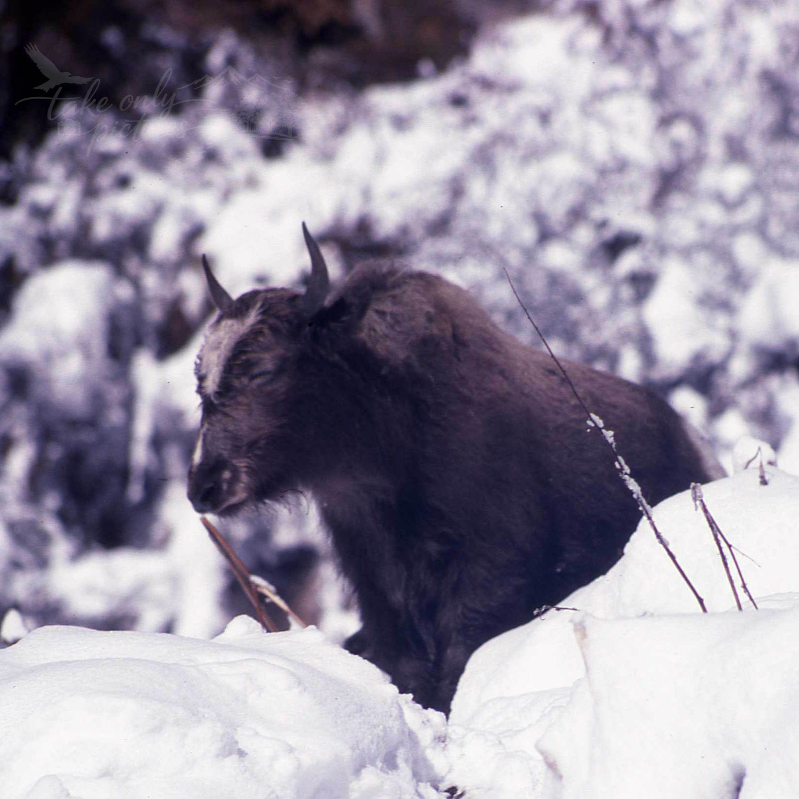 Wild yak!