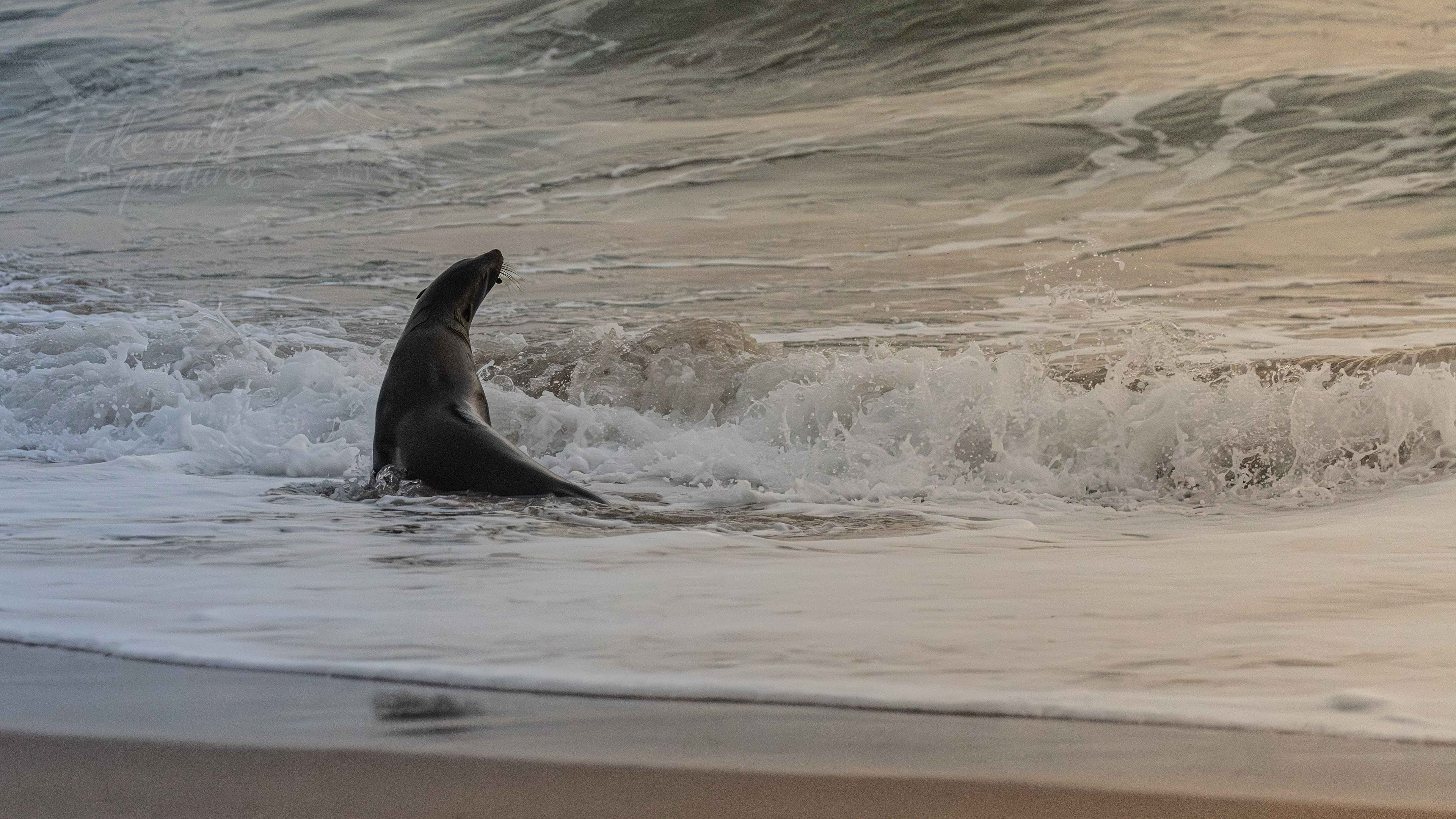 Australian fur seal, Phillip Island, Victoria
