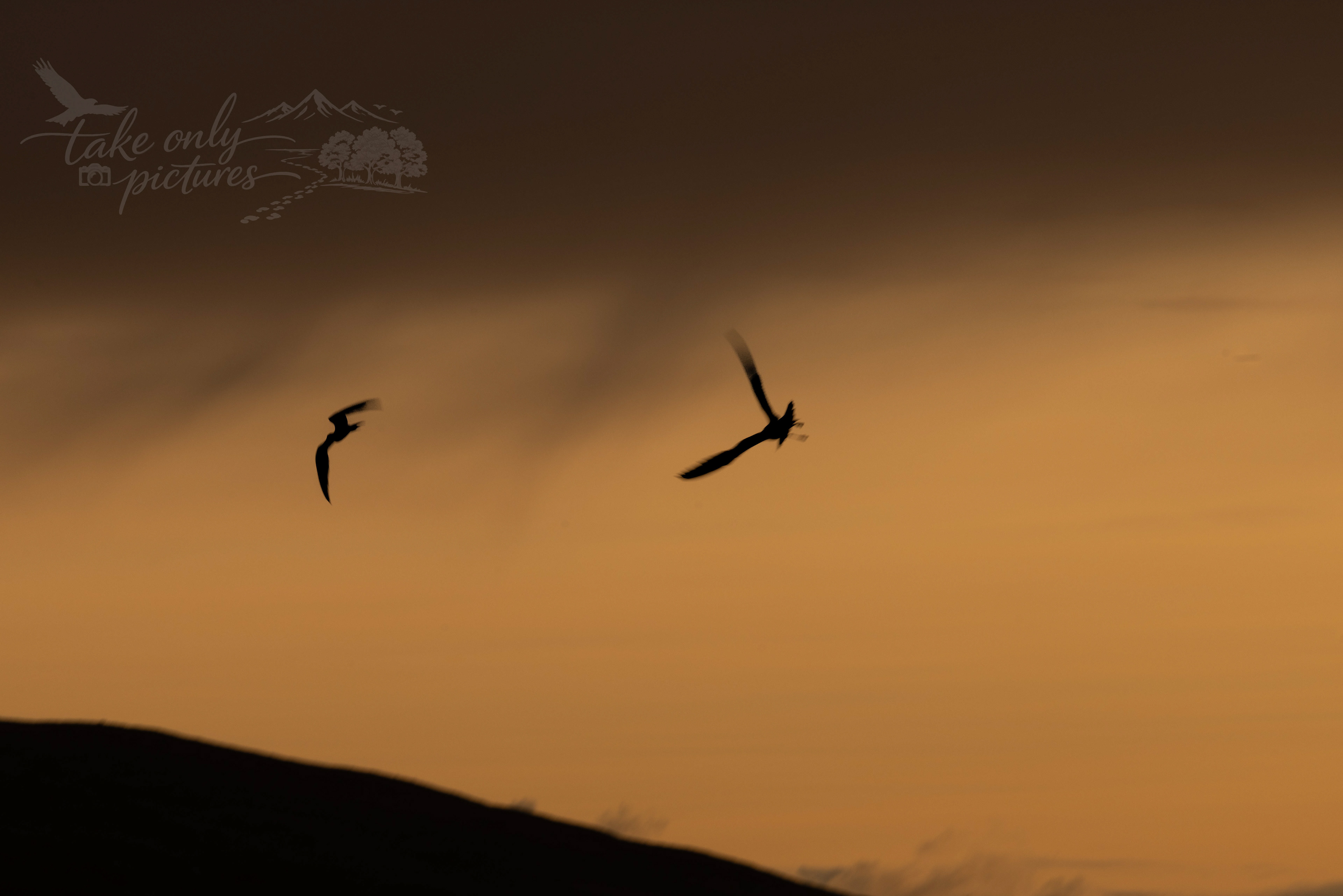 Dogfight at dawn - Artic skua and artic tern, Haroldswick, Unst