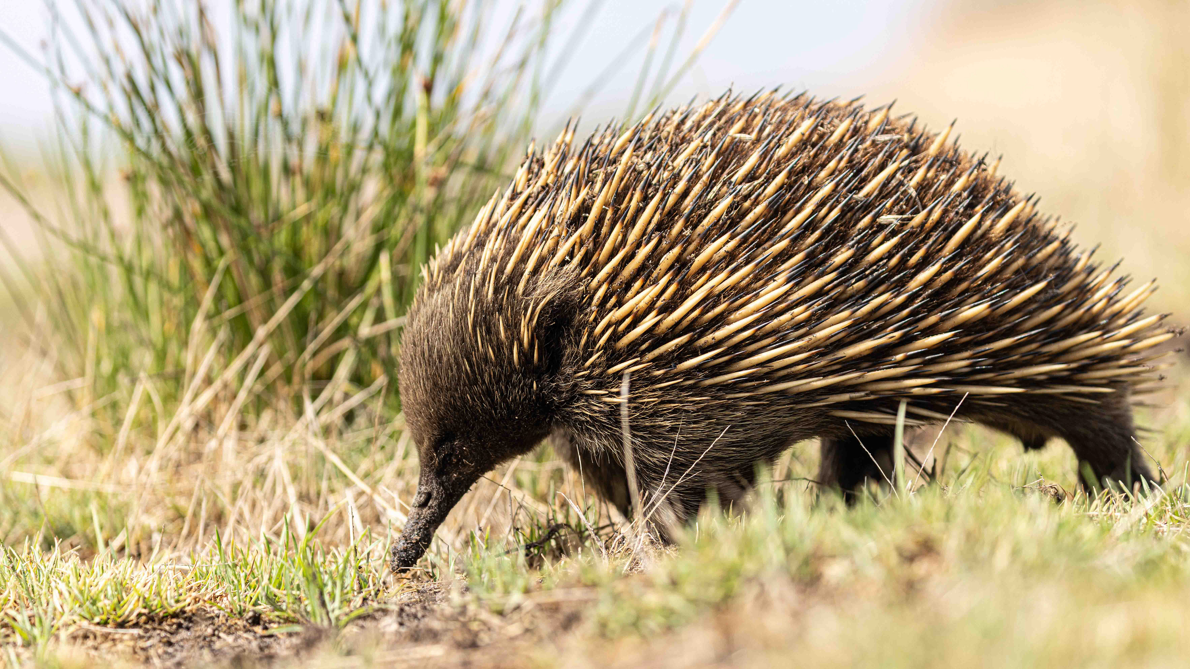 Short-beaked echidna, Cape Woolamai, Phillip Island, Victoria