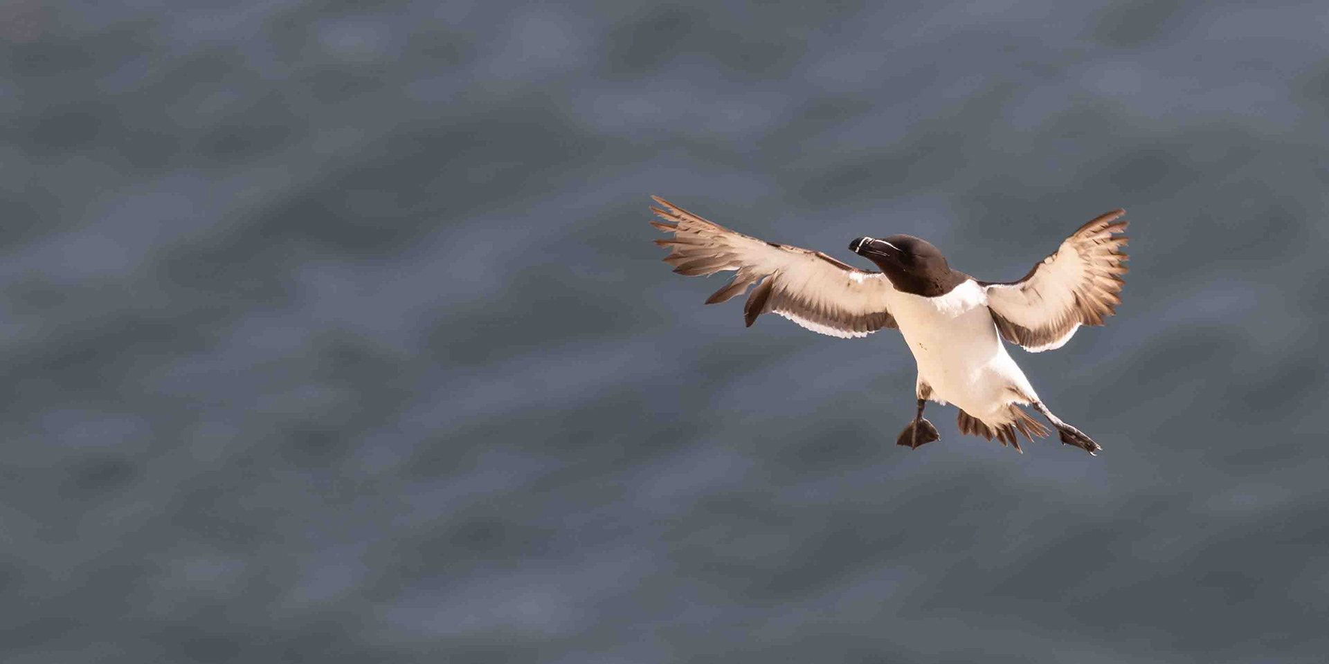 Razorbill