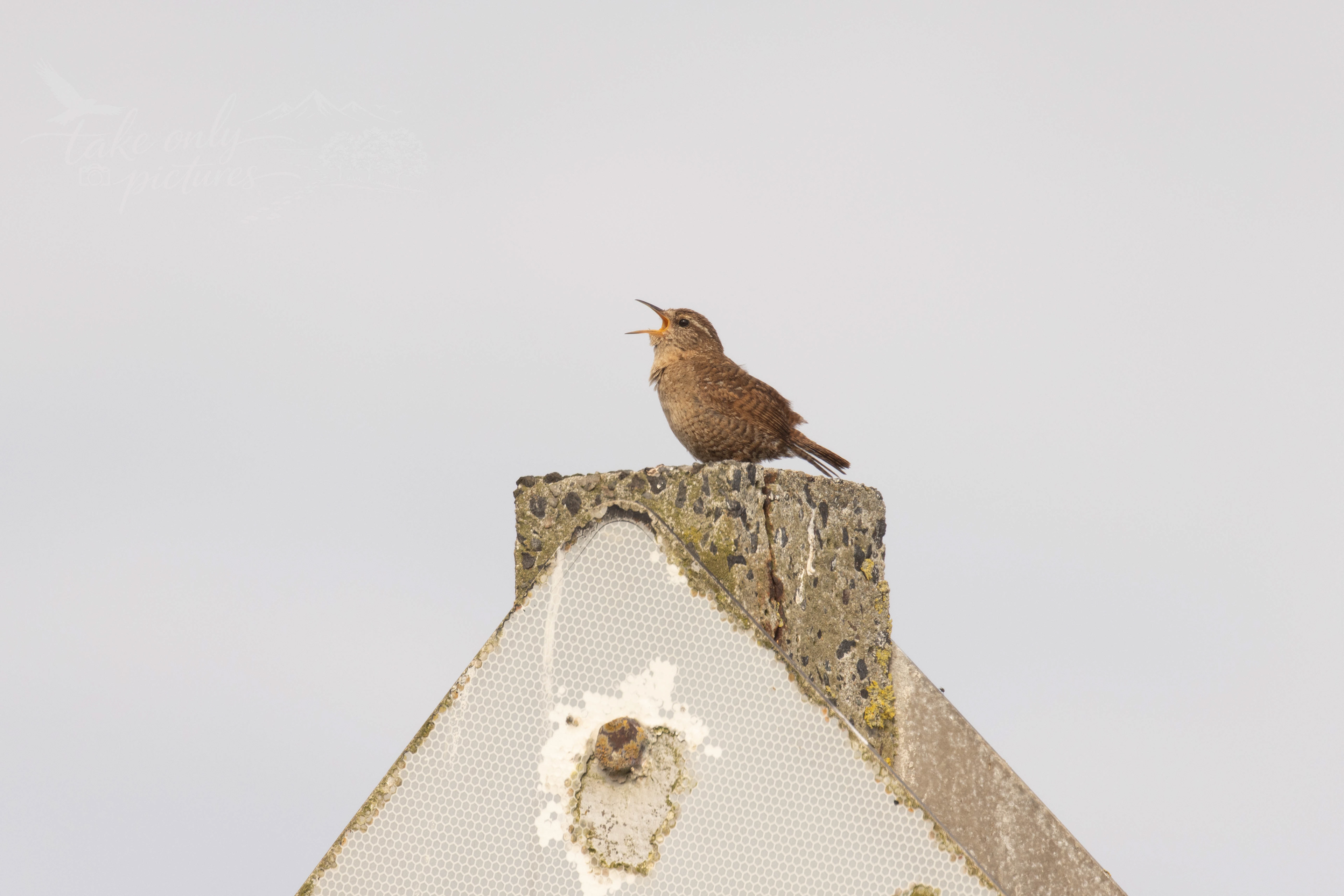 Shetland Wren - Fetlar