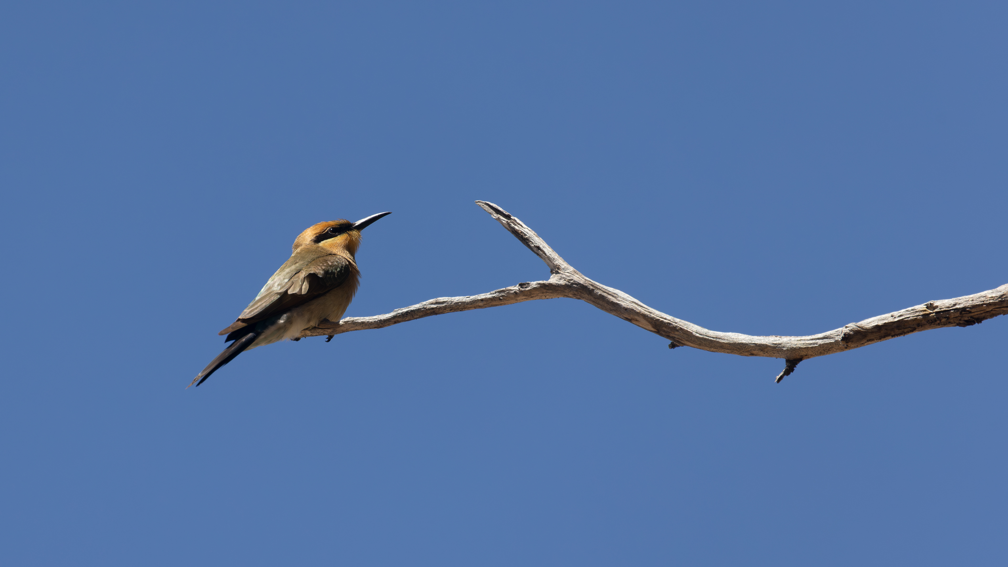Rainbow bee-eater