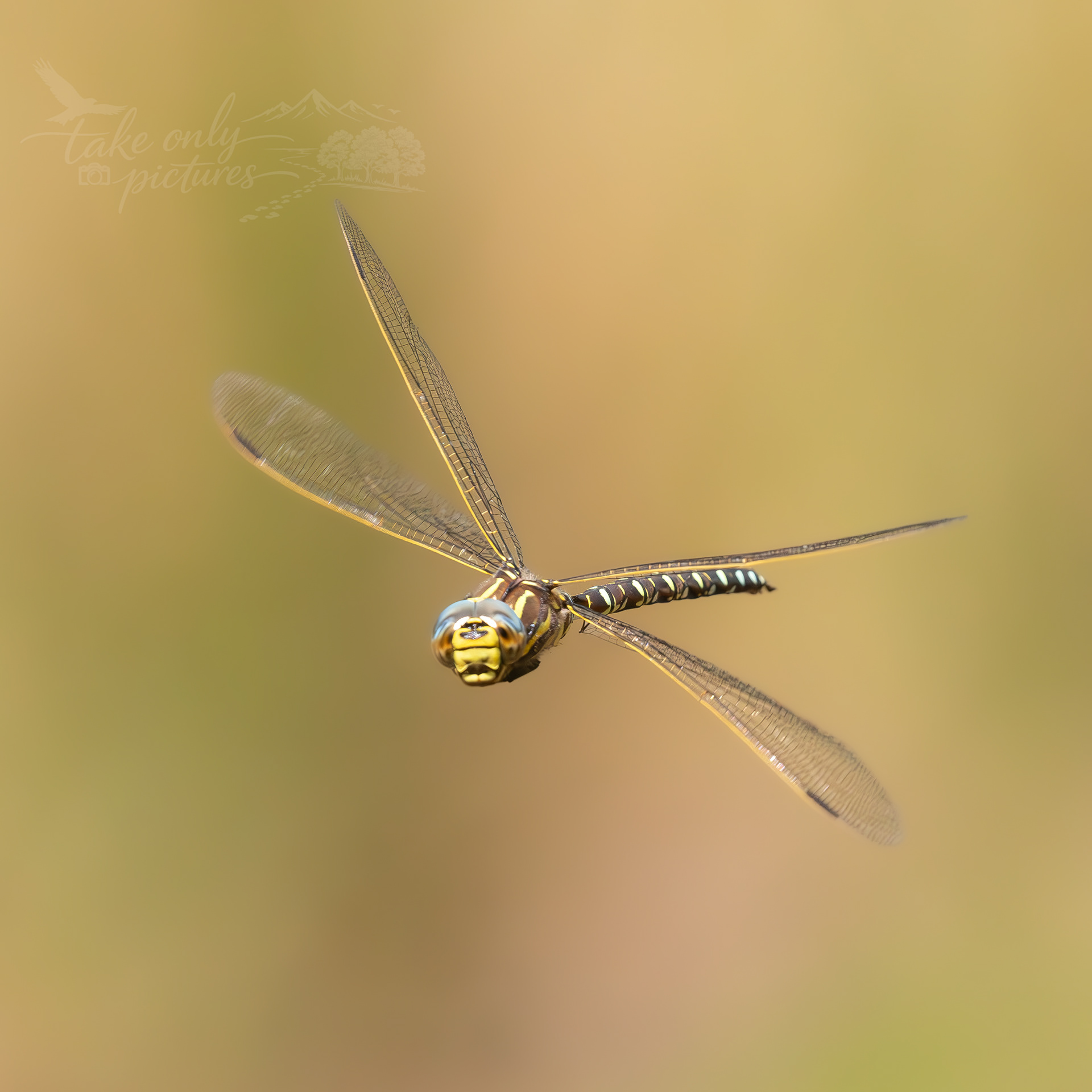 Migrant hawker, Chepstow Park Wood, Monmouthshire
