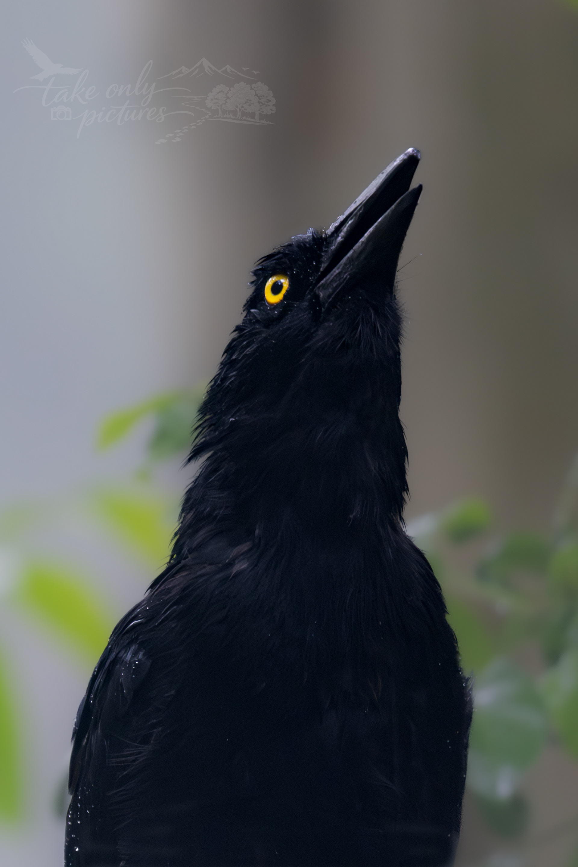 Pied currawong, Barrington Tops, NSW