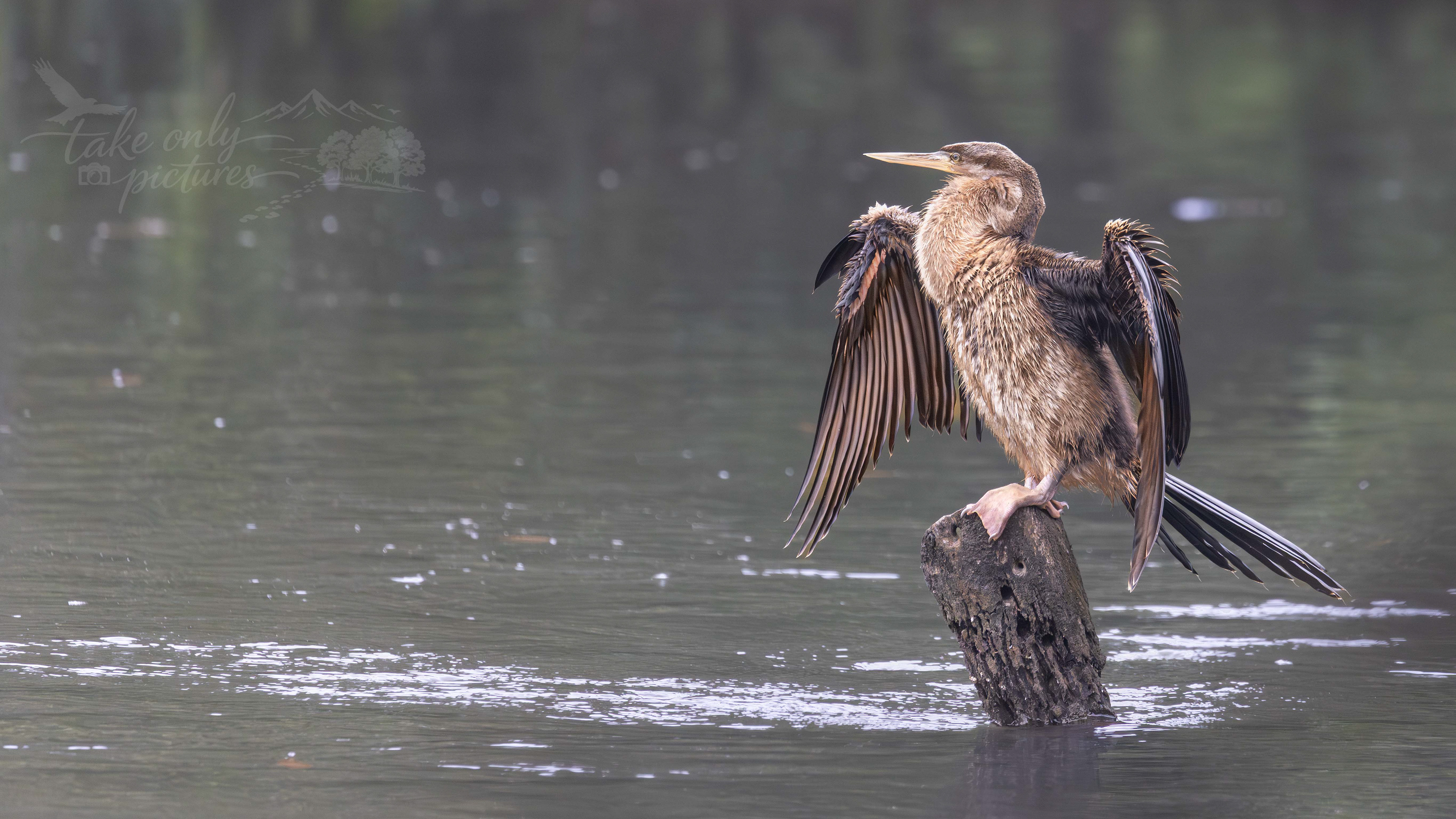 Australasian darter, Homebush, Sydney NSW