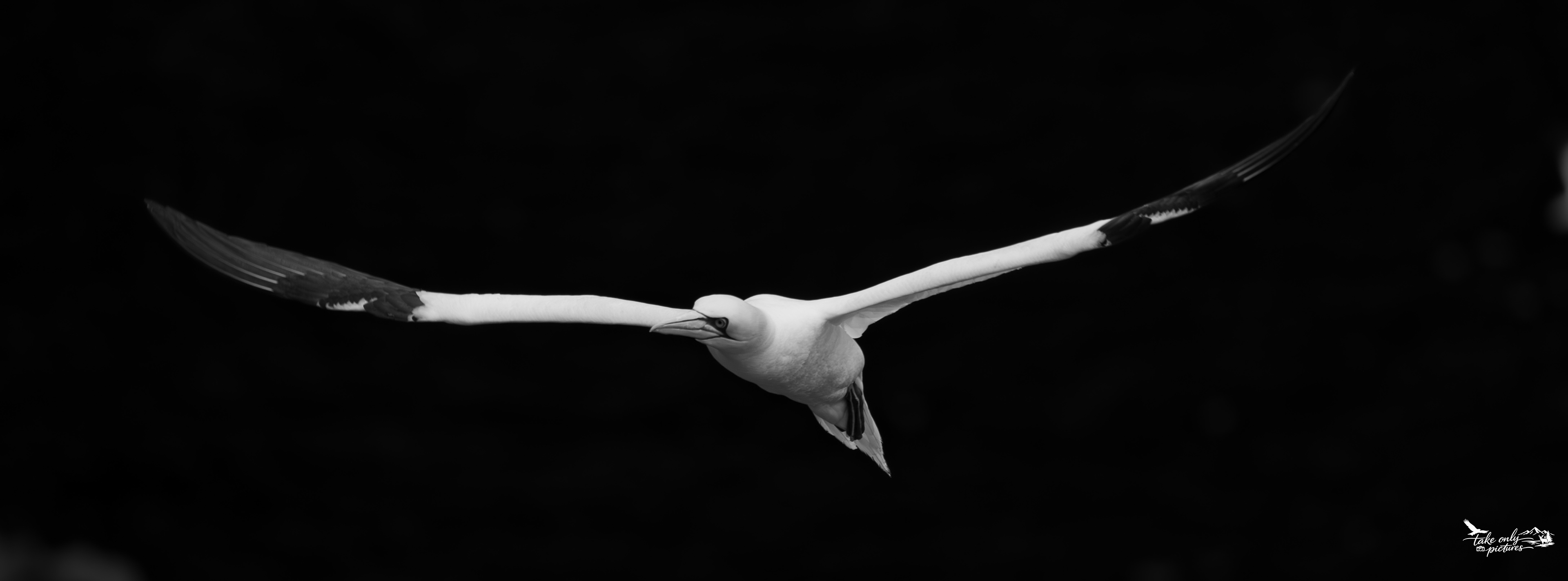 With a 2 metre wingspan, gannets are the northern Atlantic's largest seabird