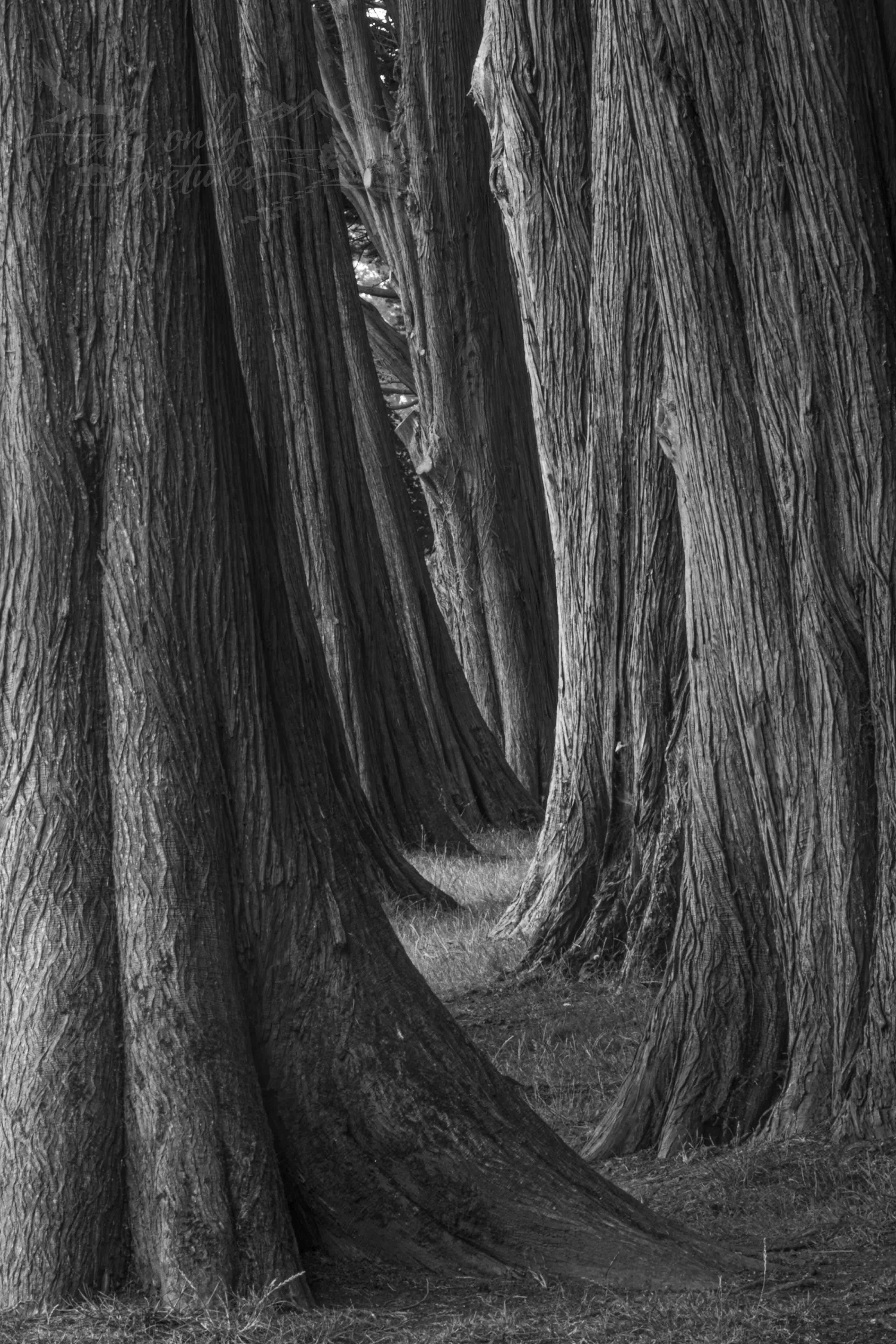 Redwood Avenue, Plas Newydd, Mon