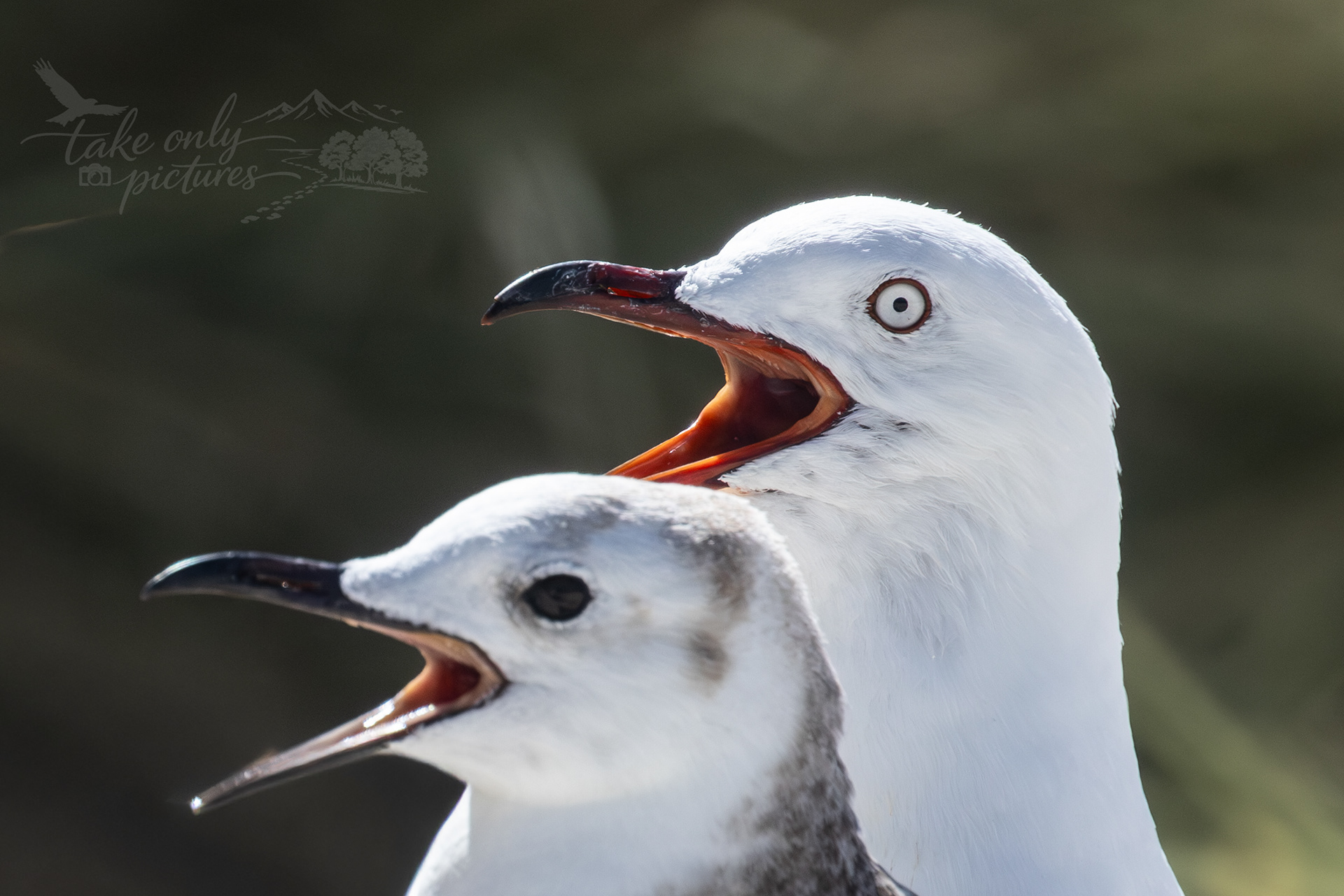 Silver gulls