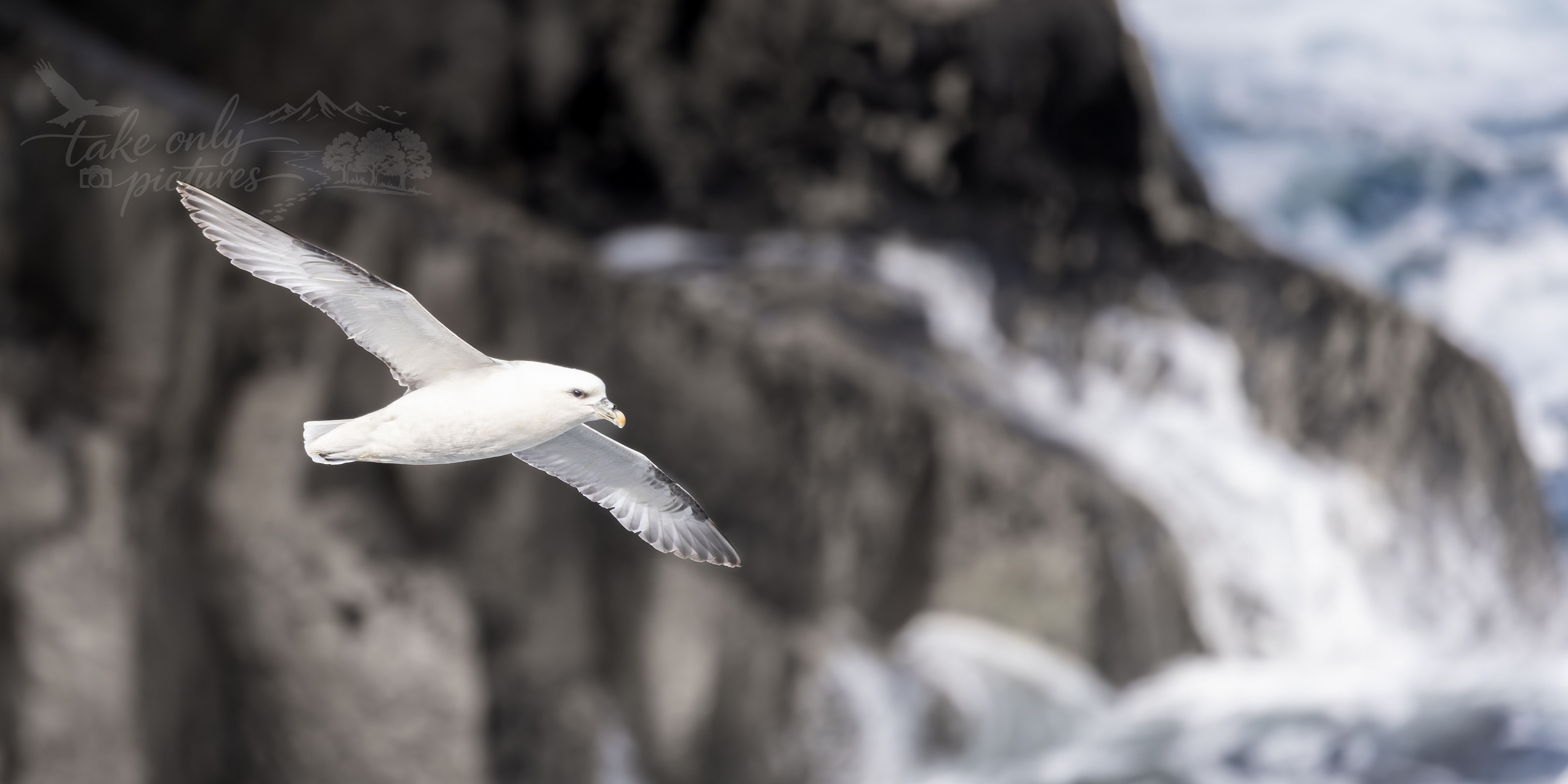 Fulmar