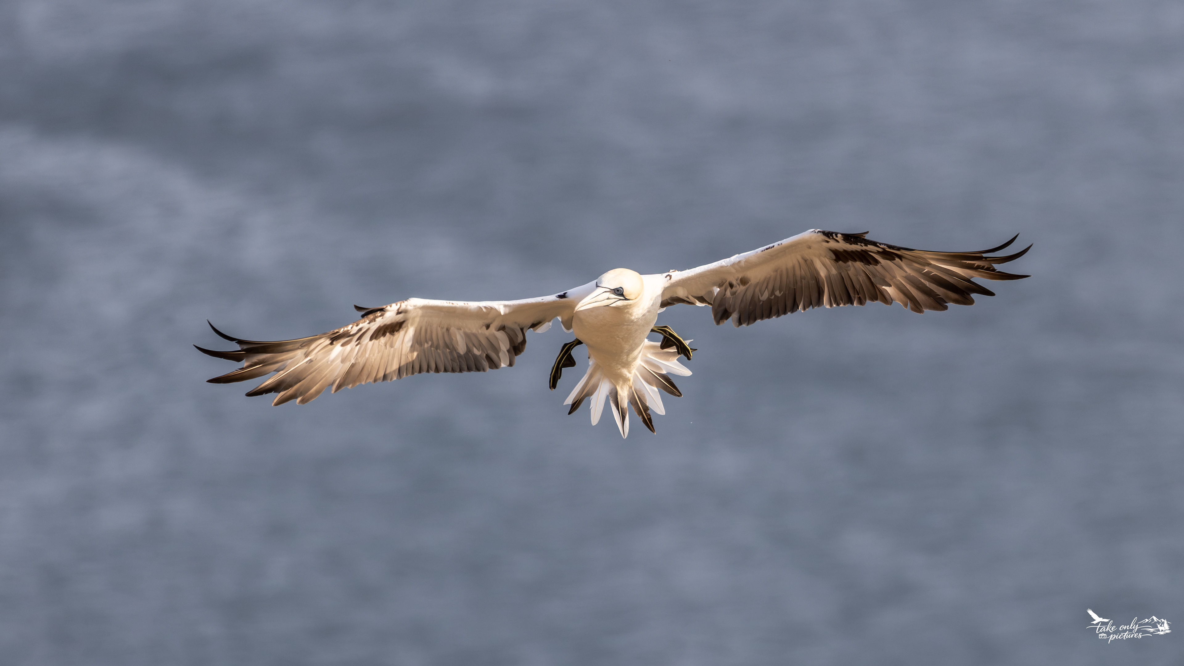 A non-breeding adult is characterised by more mottled plumage