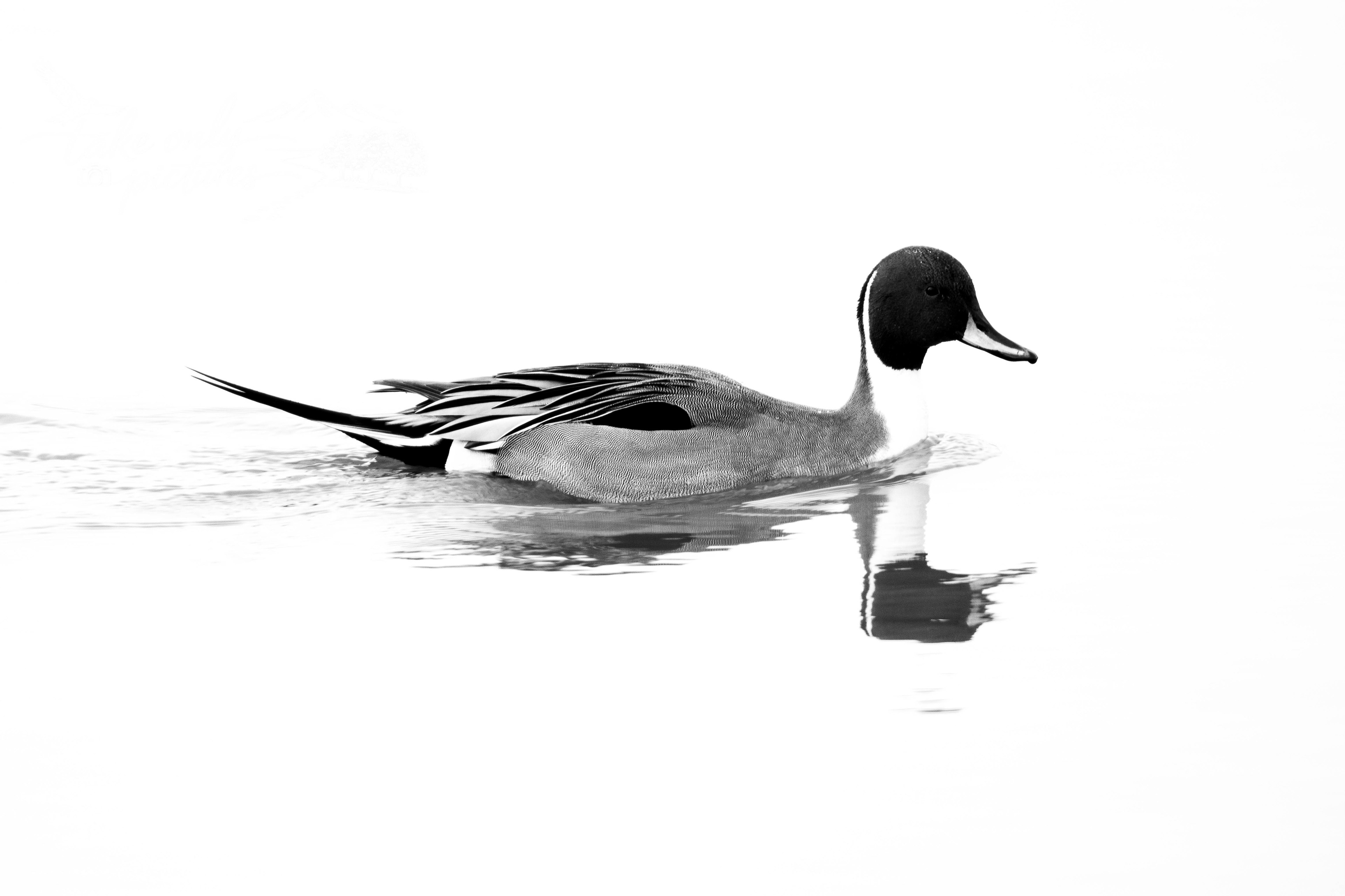 Pintail (male), Slimbridge, Gloucestershire