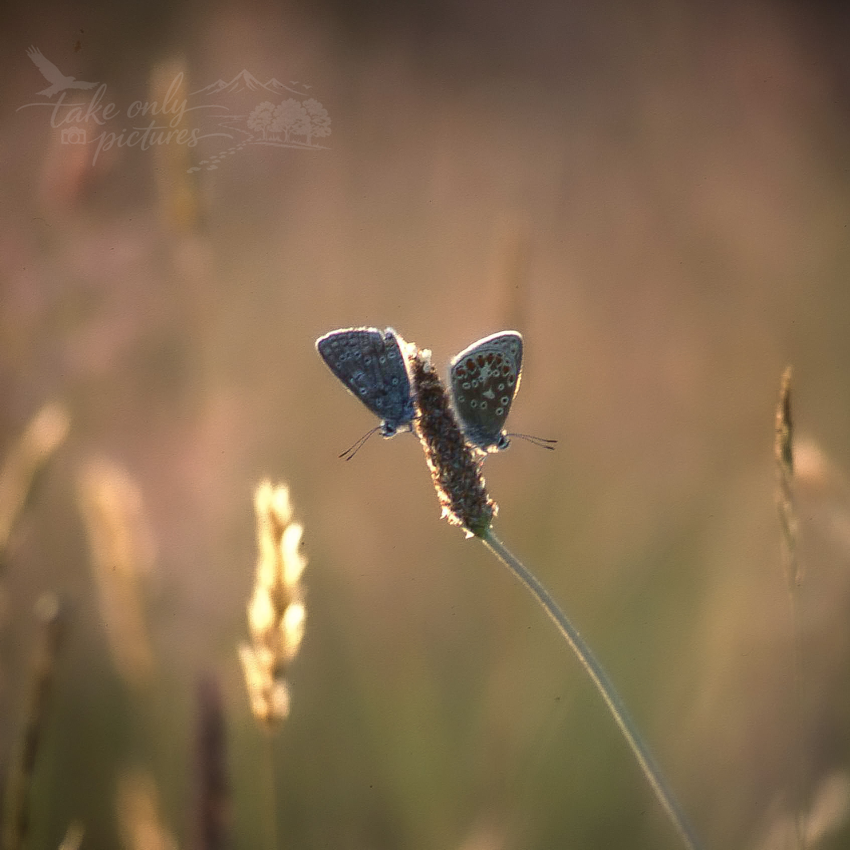 Adonis blue butterflies (?), Ty Claddy, Argyll