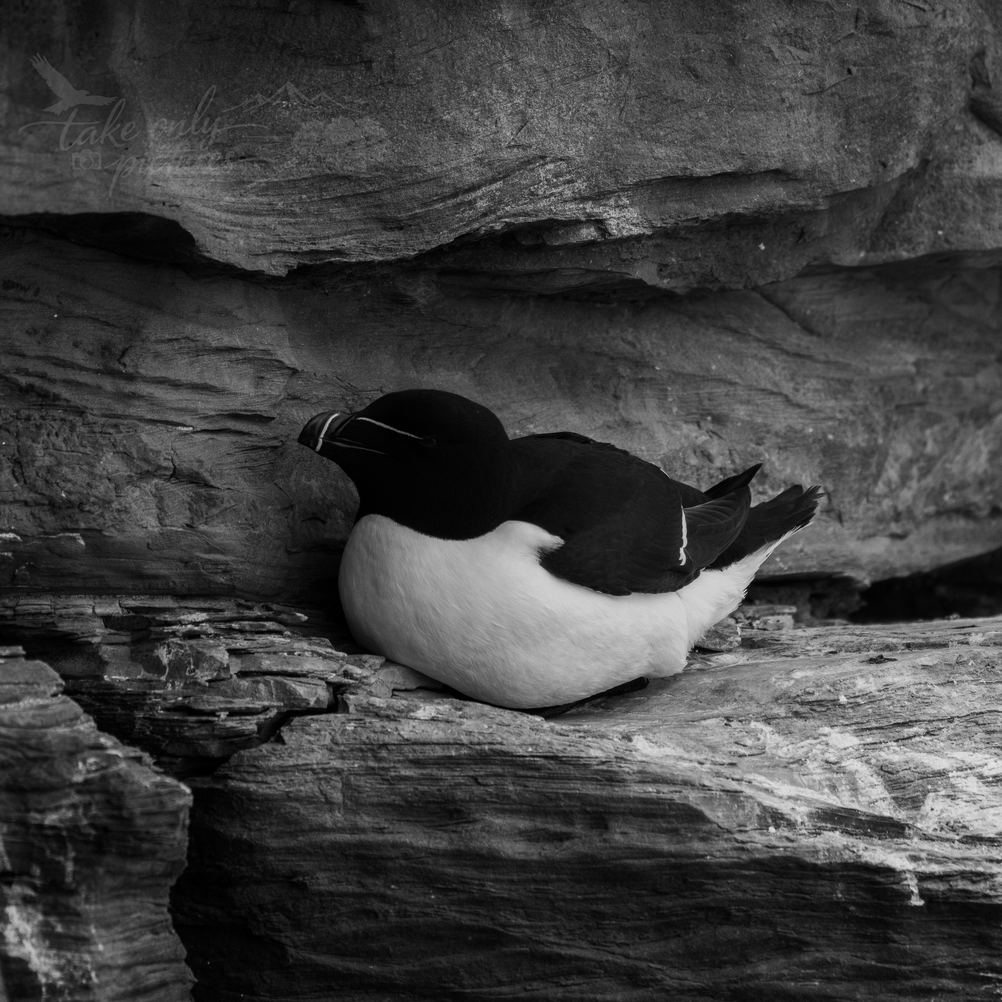 Razorbill, Brough of Birsay, Orkney