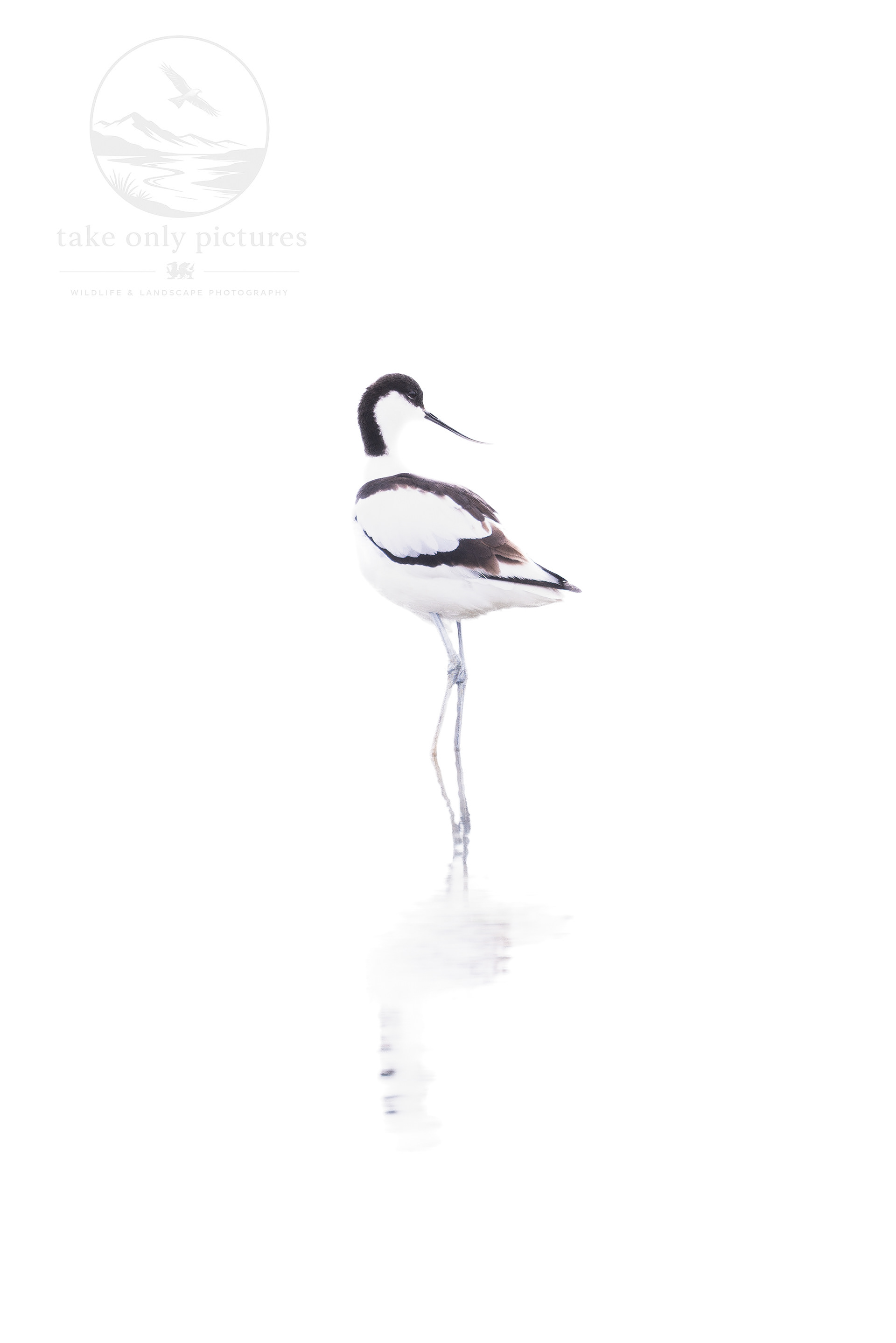 Avocet, Slimbridge WWT, Gloucestershire